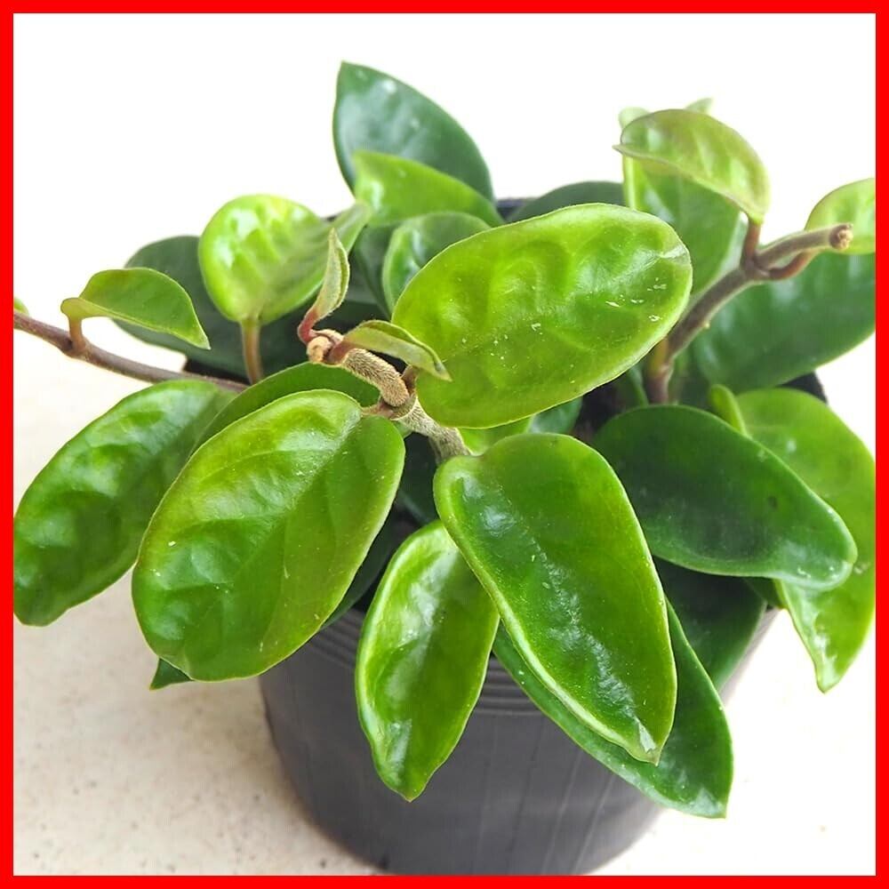 P. veitchii AR #1 (pup) Select 【artPLANTs】 ビカクシダ/コウモリ