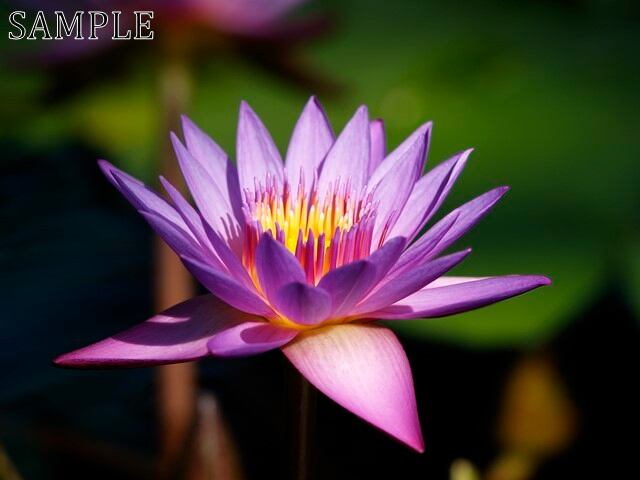 草津　蓮　TIFF (6)