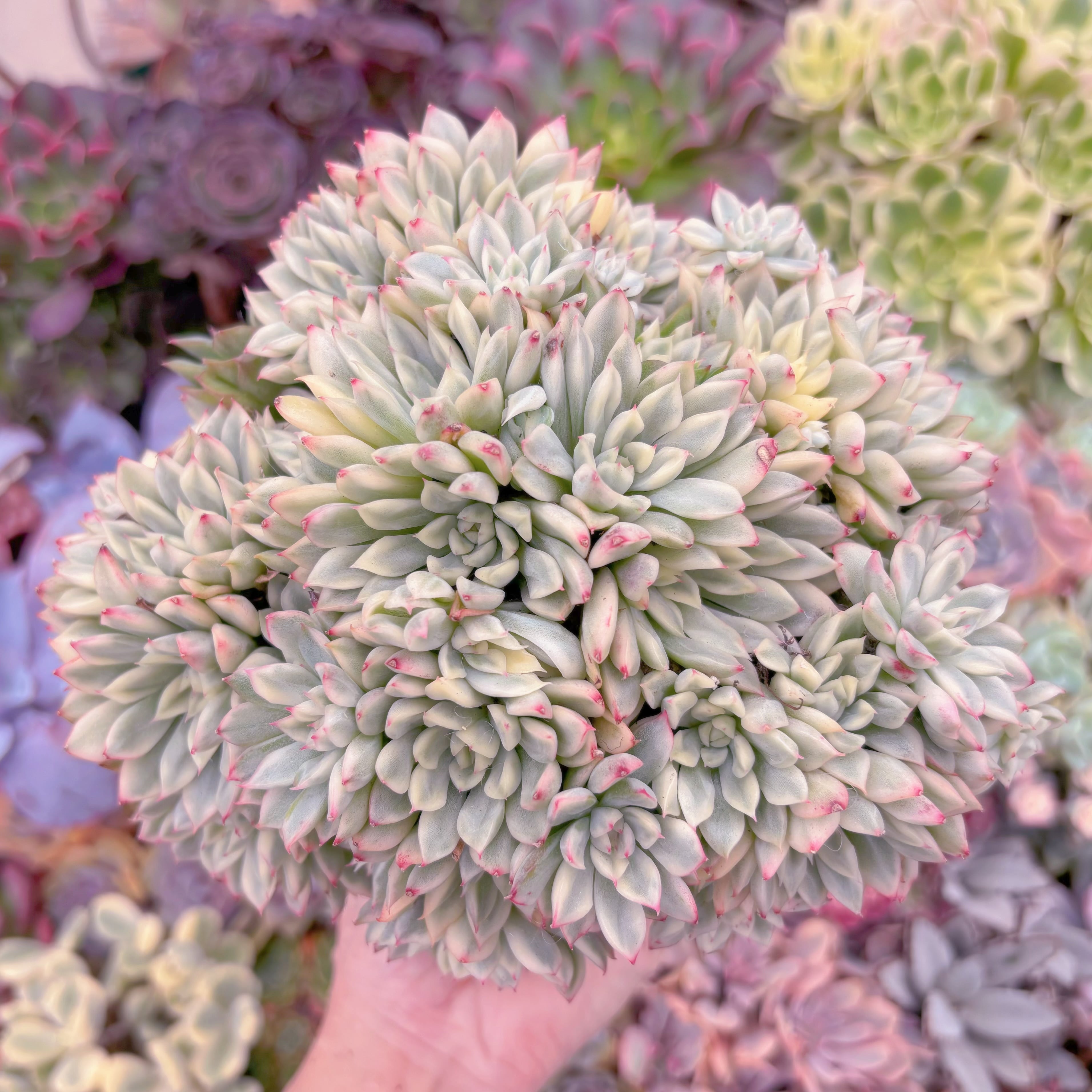 現品 女雛錦#533 特大群生 るる農園 | るる農園~多肉植物専門