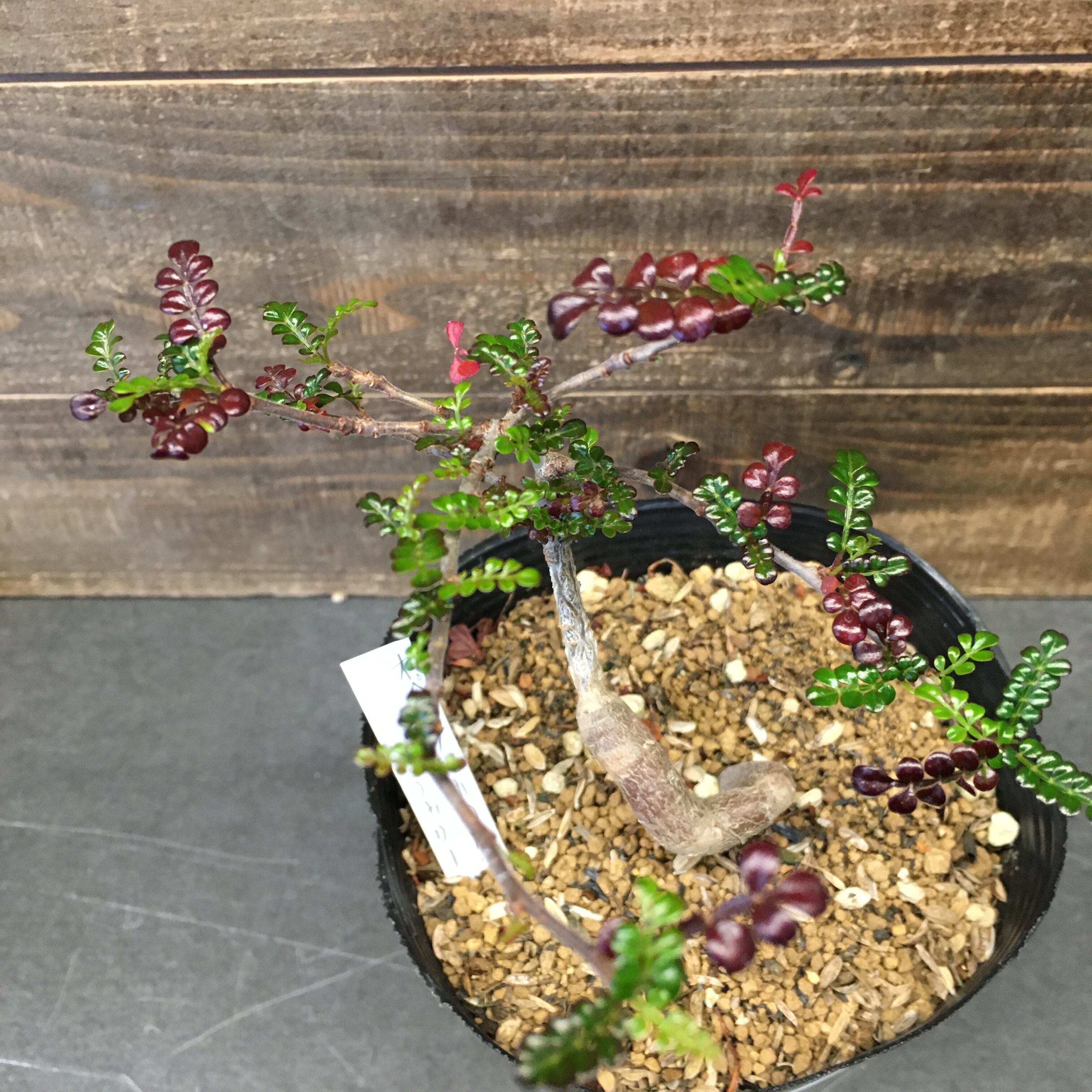 海外お取寄せ商 実生株 オペルクリカリア デカリー A1 8ea1e855 最新の激安 Pn Batam Go Id