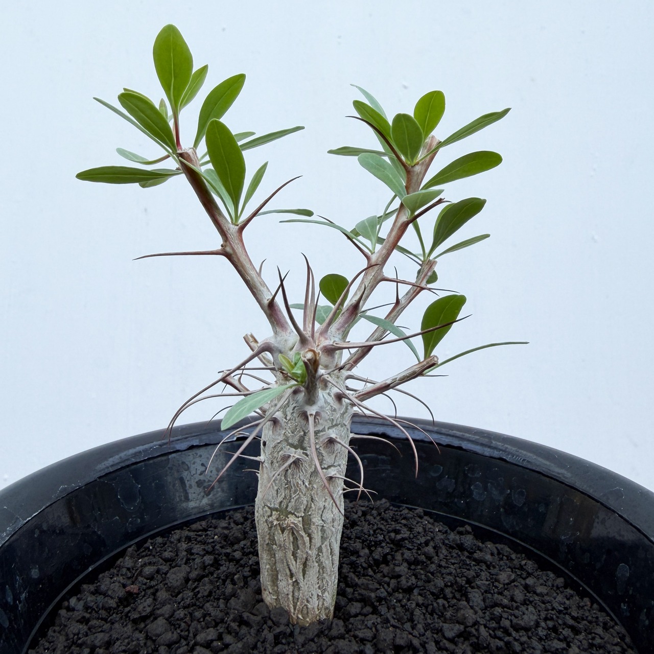 Fouquieria columnaris【フォークイエリア・観峰玉・実生】