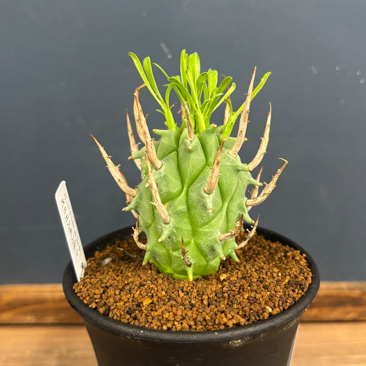 ユーフォルビア スコエンランディ 闘牛角【203】