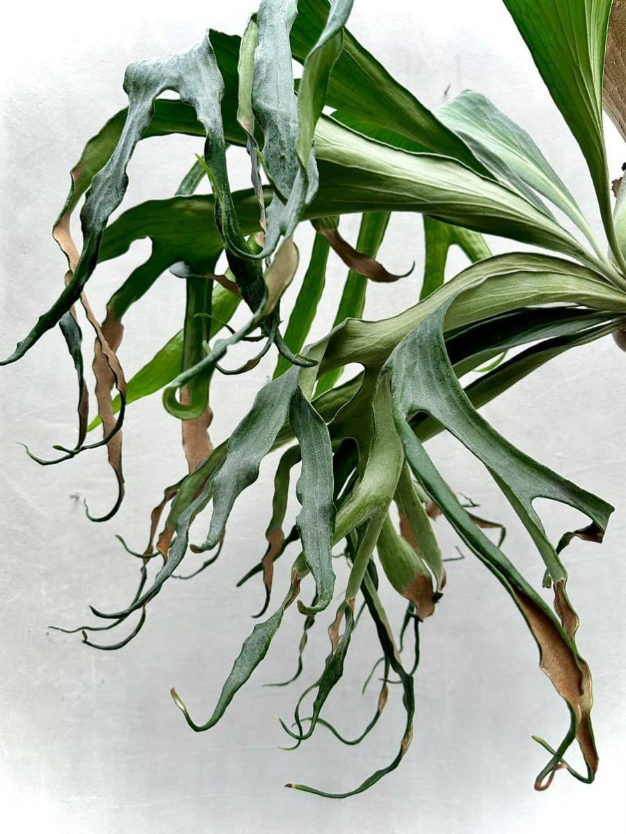 Gen　ビカクシダ Platycerium_ビカクシダ | vandaka plants