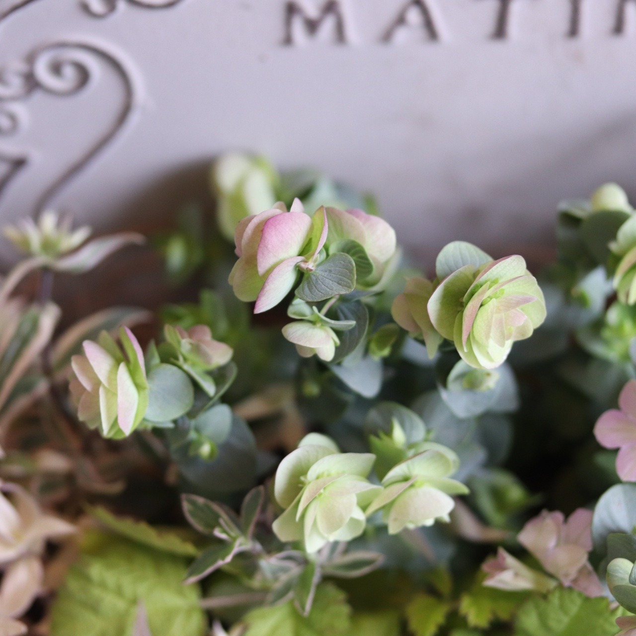 モンディマンシェ寄せ植え　ペチュニアRinさくらカラーハングポット｜届いてすぐ玄関に飾れる 　新築、開店、退職のプレゼントにもオススメ　