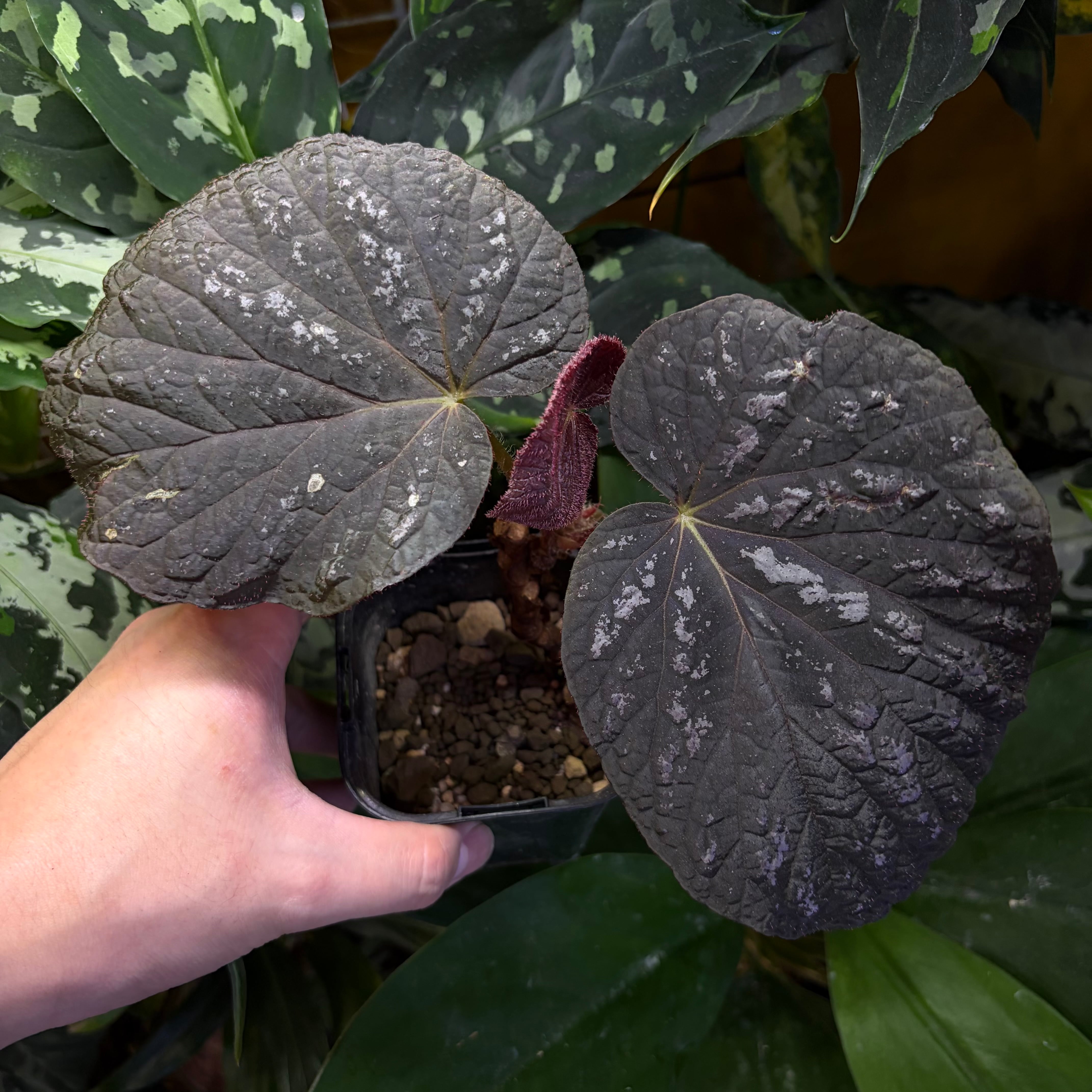 根茎性ベゴニア | 熱帯雨林植物専門店 トイ吉園芸