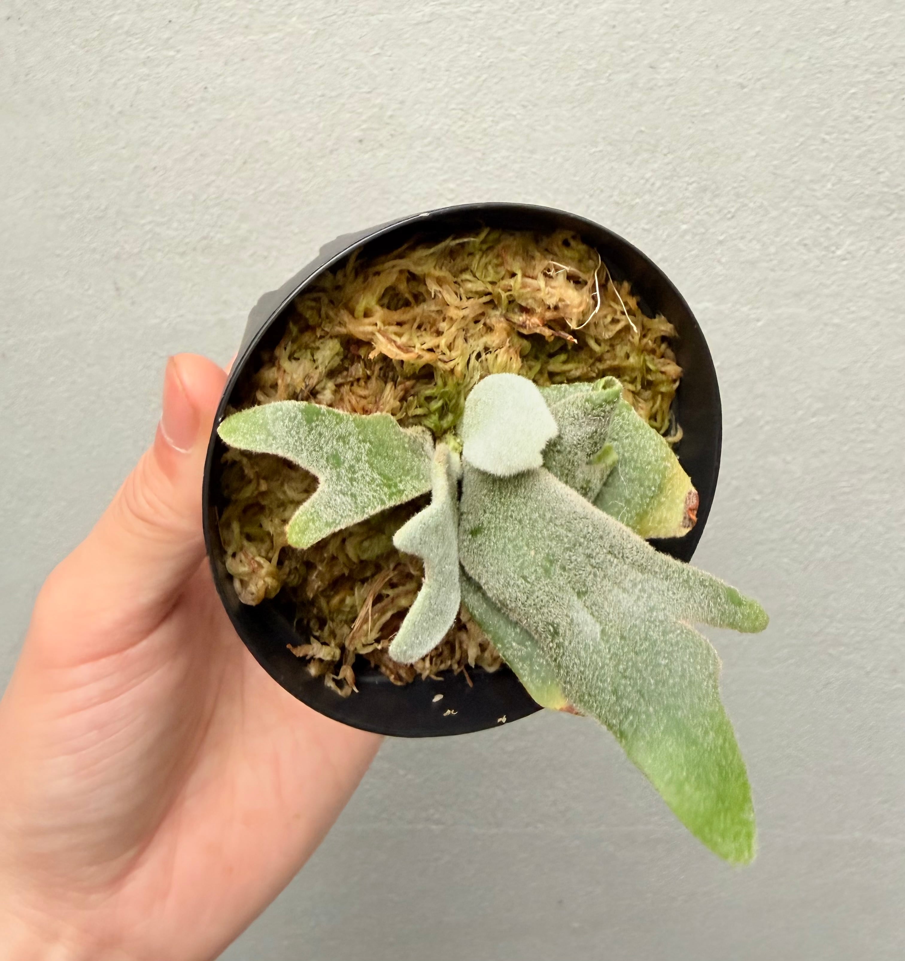 c) P. willinckii 'Snow Elf'× P. Willinckii 'Daily queen' spore