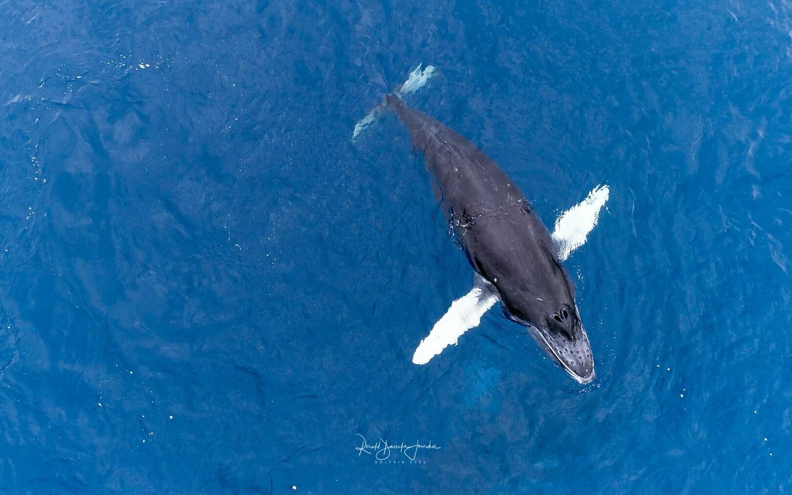 Clue From the Universe 』DVD | GOMAFU RECORD