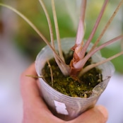 アロカシア バンビーノ イエロー / Alocasia bambino variegated 'Yellow'⑰ / 観葉植物