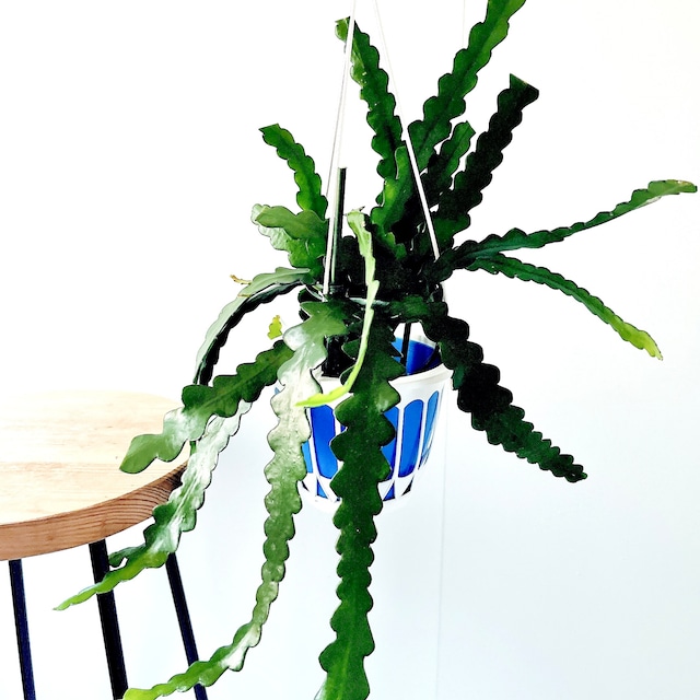 《人気商品》ユニークな葉姿＊フィッシュボーンカクタス＊人気商品【calm cafe】1