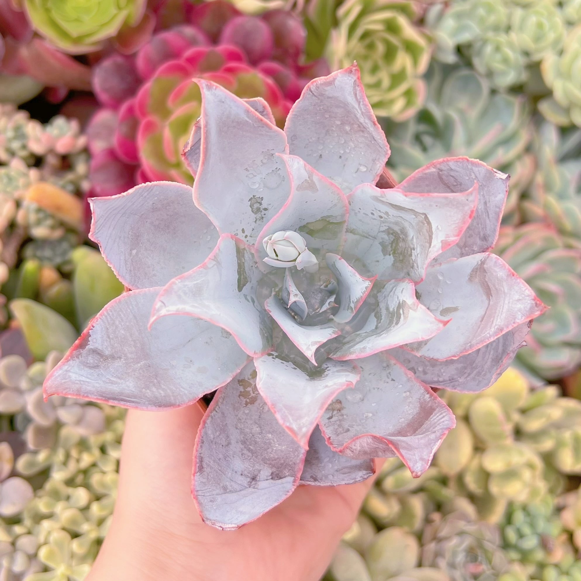 現品　カンテ#F048　るる農園