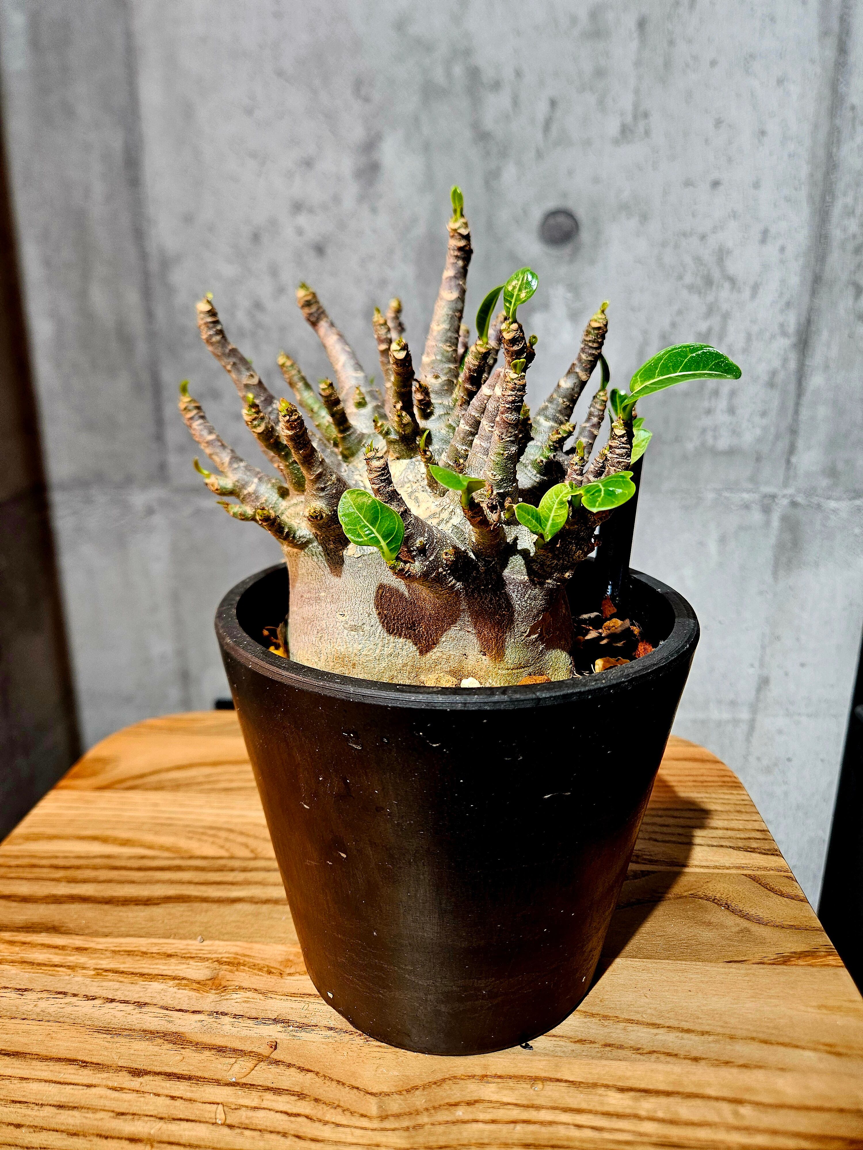 Adenium arabicum dwarf “Black”【artPLANTs】アデニウム/塊根