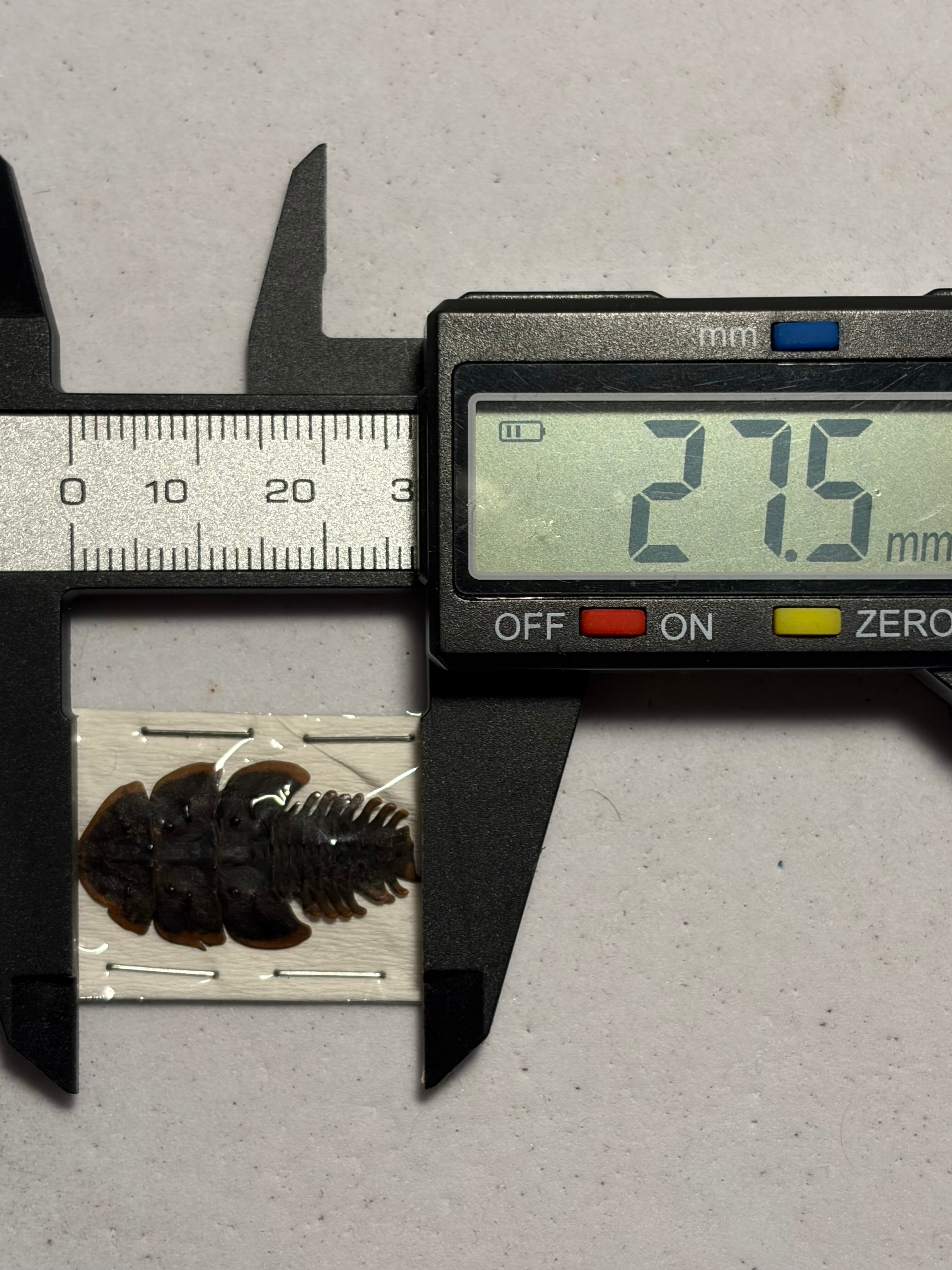 サンヨウベニボタルの昆虫標本ホタル標本 蛍タランチュラムカデ