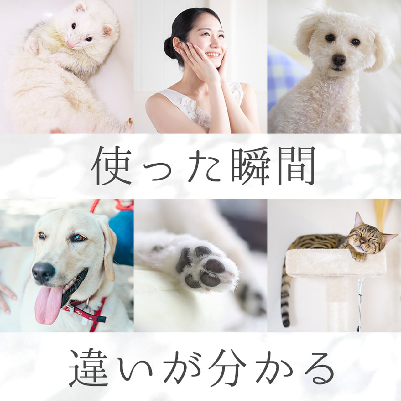 P. パーフェクトローション プロ 150ml 【臨床獣医師監修】 犬 猫
