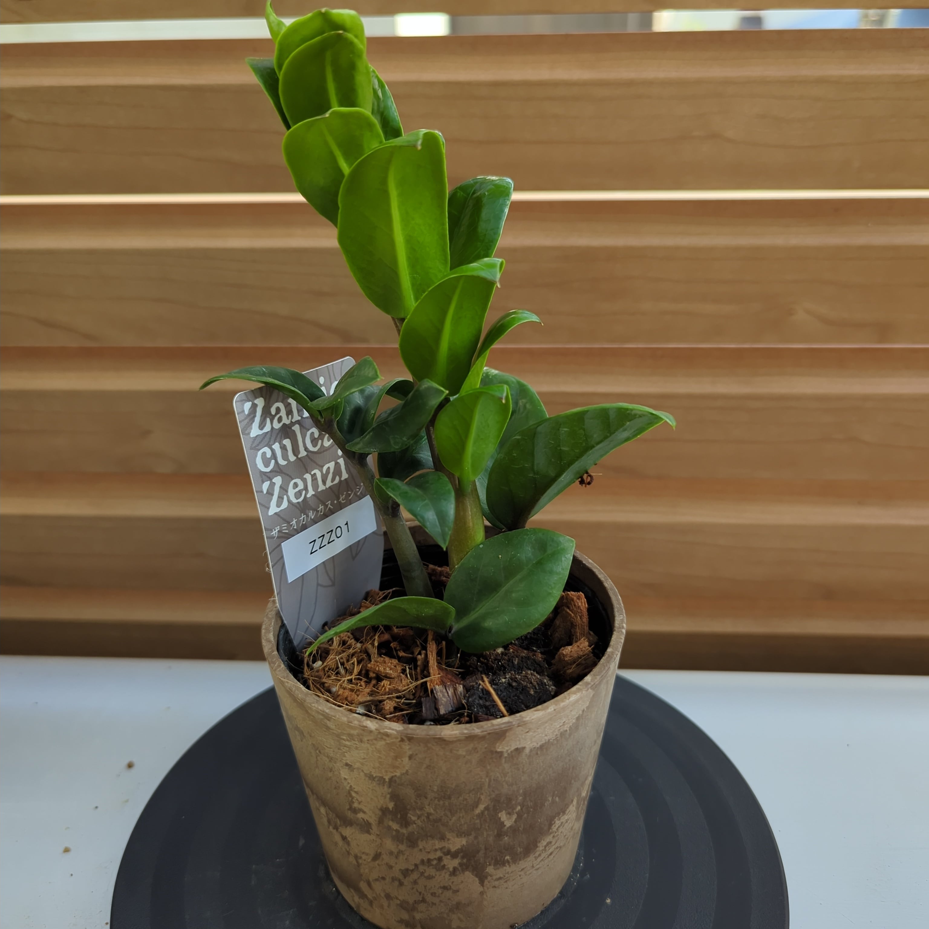 ［現品］【希少】1番　ザミオクルカス　ザミフォーリア　斑入り　5号　観葉植物 3b6a26df64e5c588b099296c3e19f8