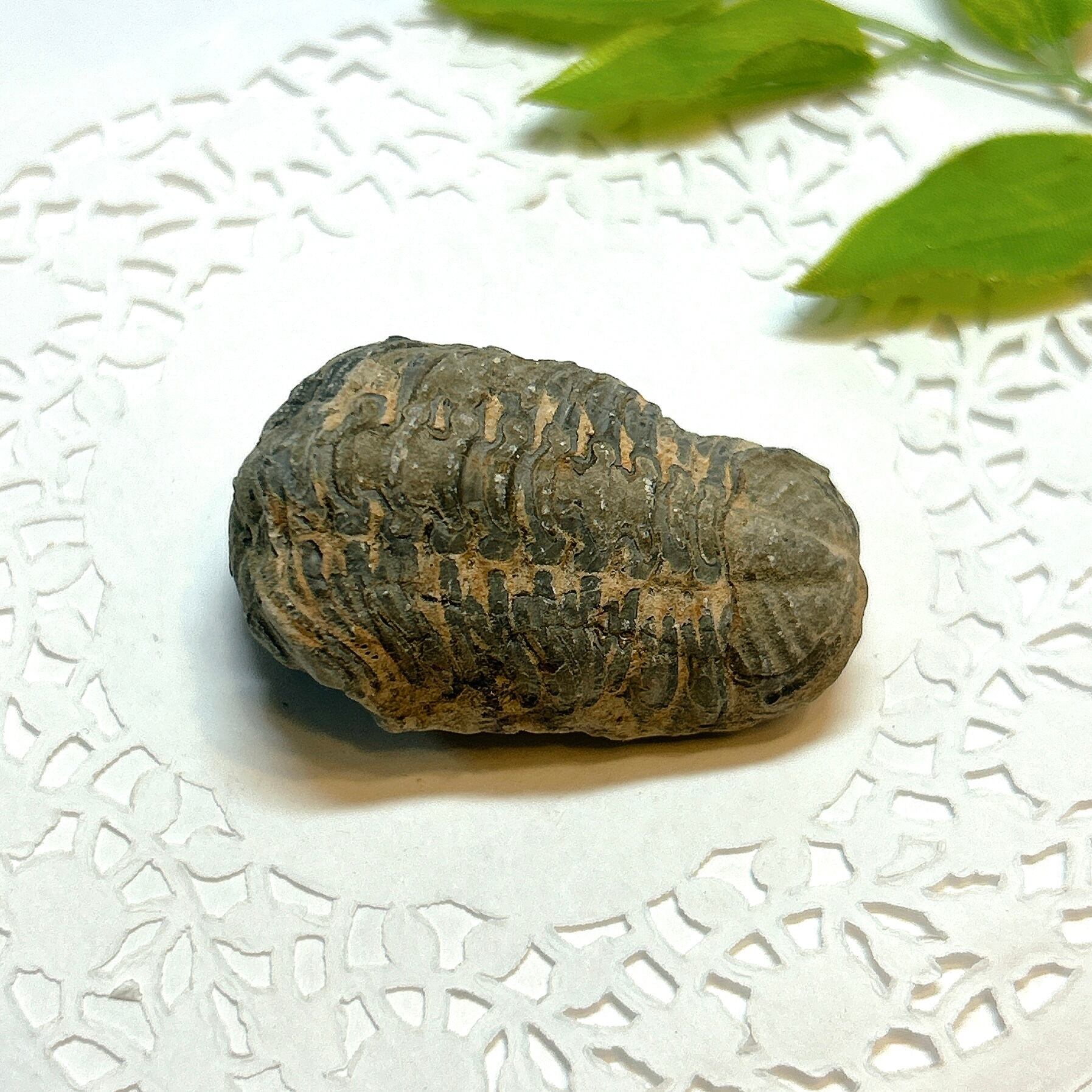 17918】三葉虫 古生代デボン紀 化石 モロッコ 化石標本 | クリスタル