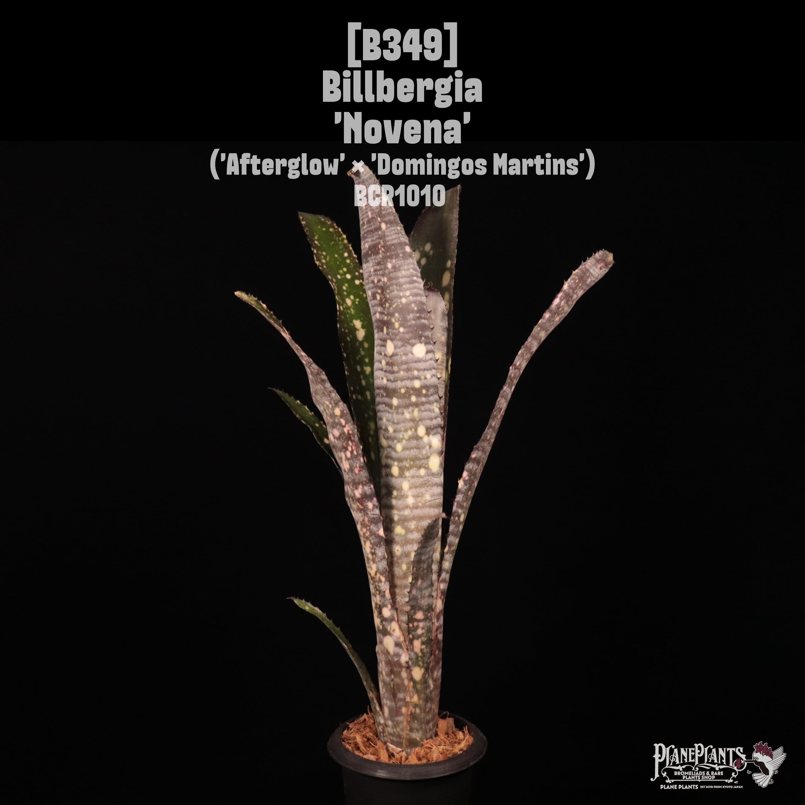 Billbergia | plane plants