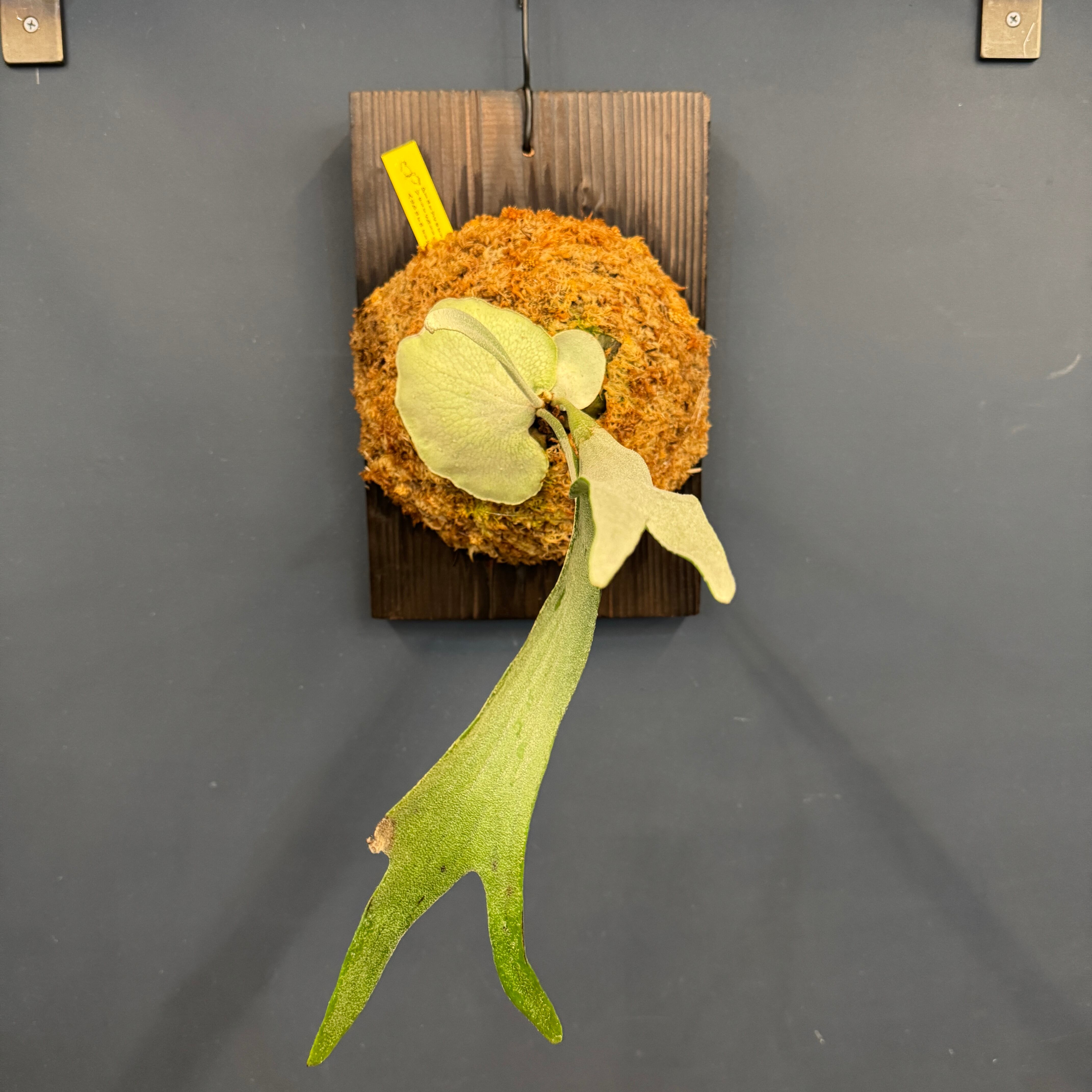 着生仕立て | PROTOLEAF プロトリーフ