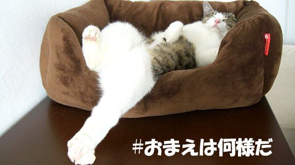 猫 ポストカード The Cat who.... おまえは何様だ! 10x14.8センチ(cm)官製はがきサイズ 猫写真 はがき ねこ葉書 ネコハガキ Postcard