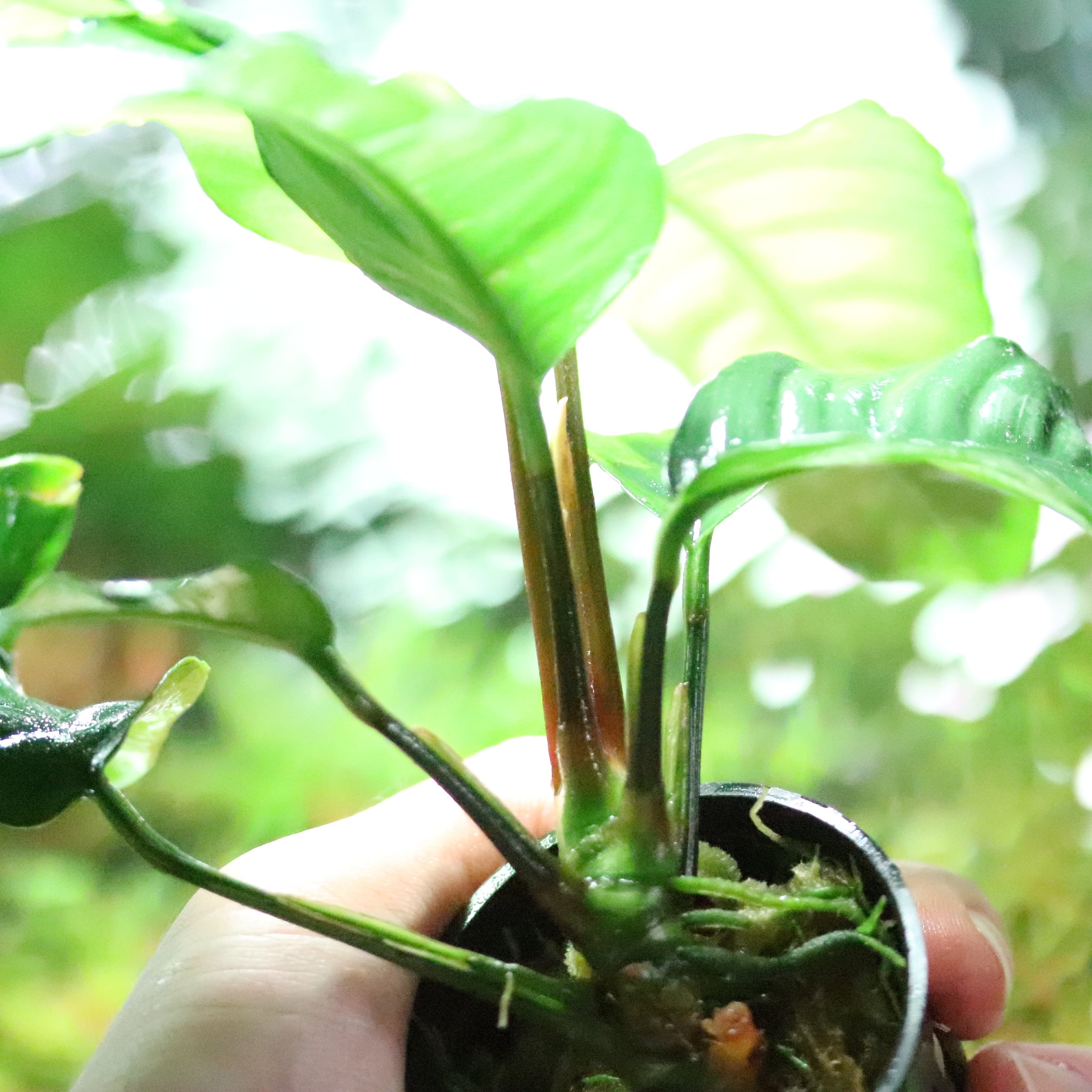 水草 | aquarium shop earth