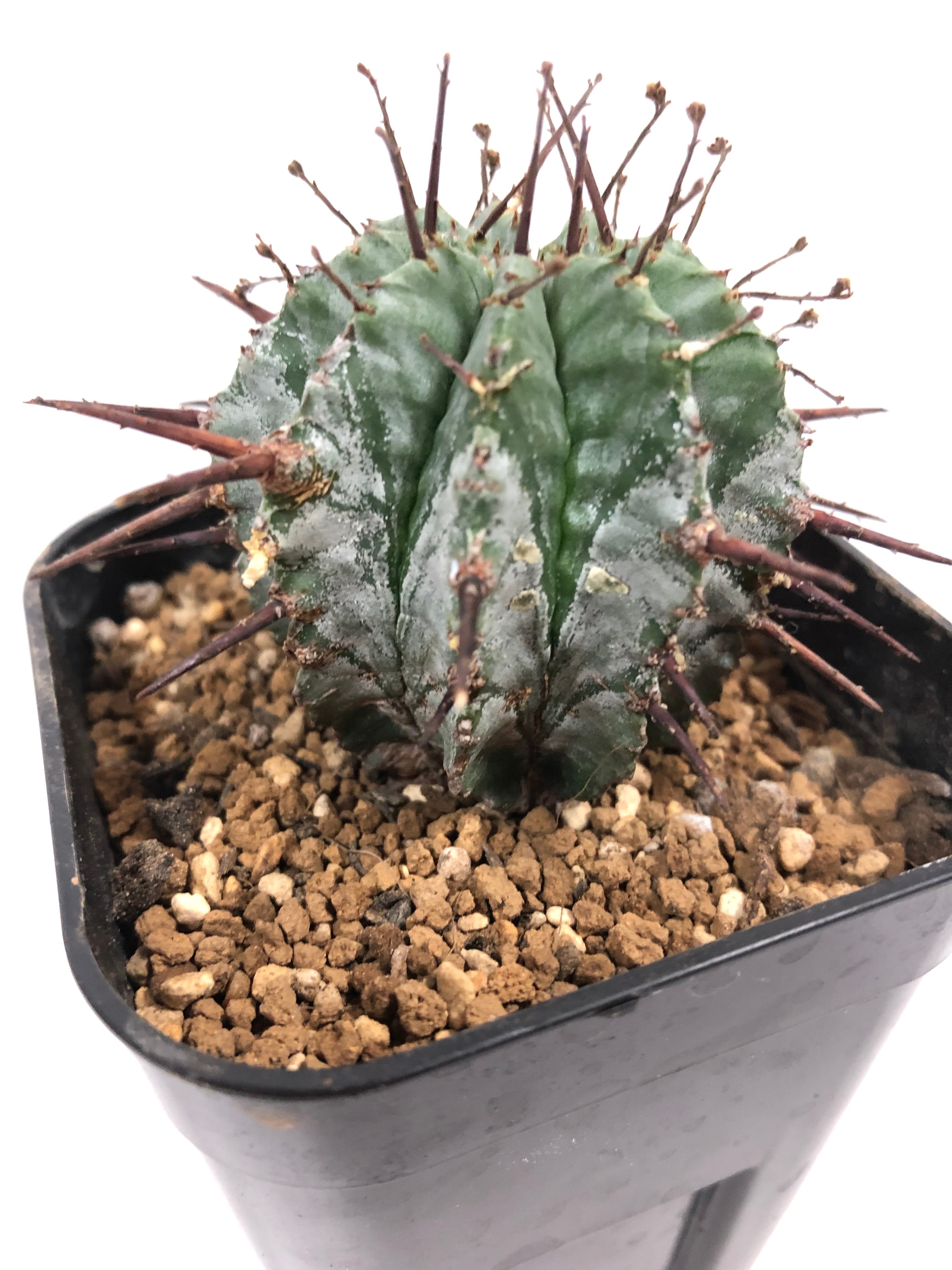Euphorbia Horrida ユーフォルビア・ホリダ 多肉植物 | plants MARU