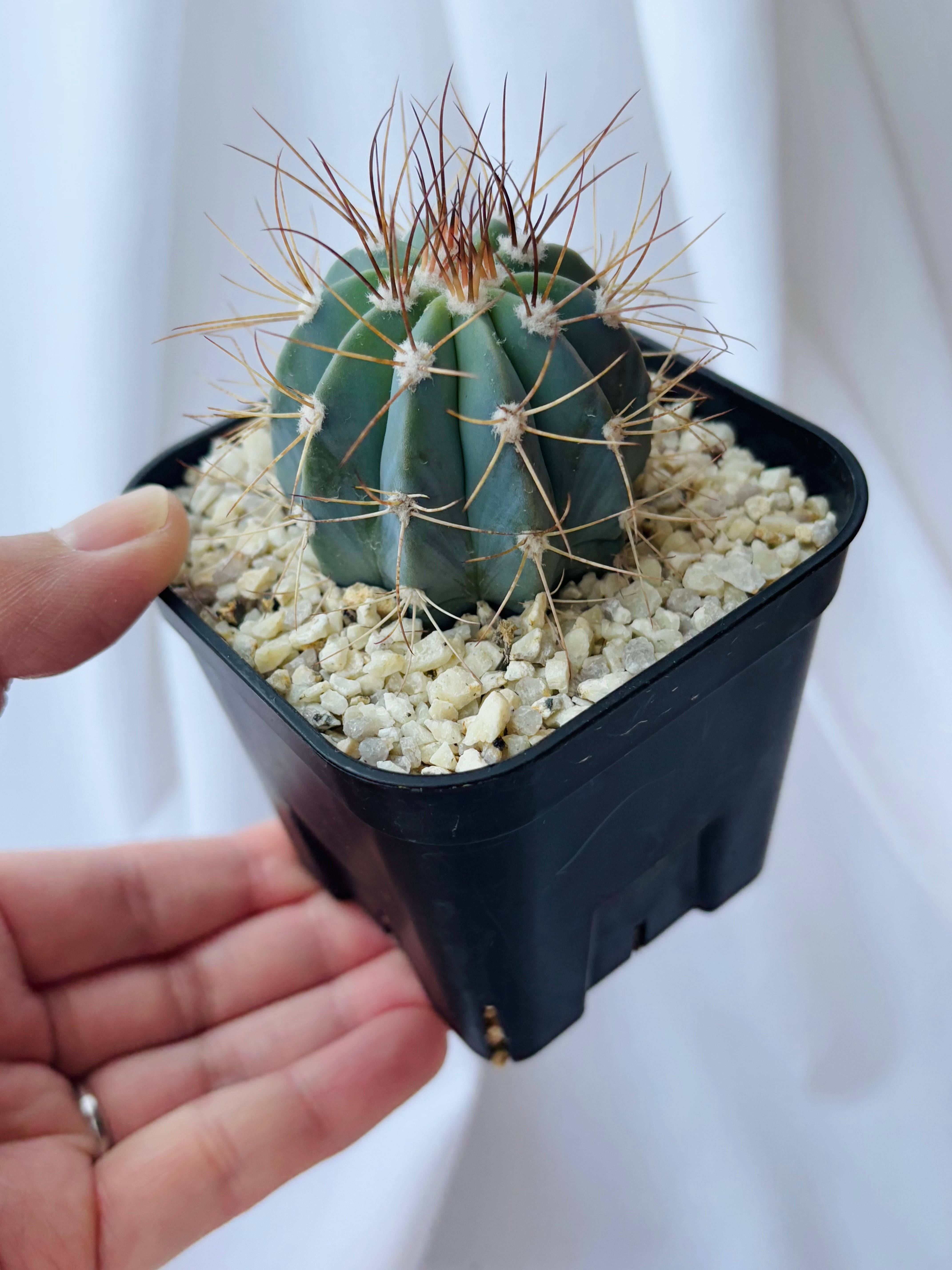 Melocactus azureus メロカクタス アズレウス サボテン | plants MARU