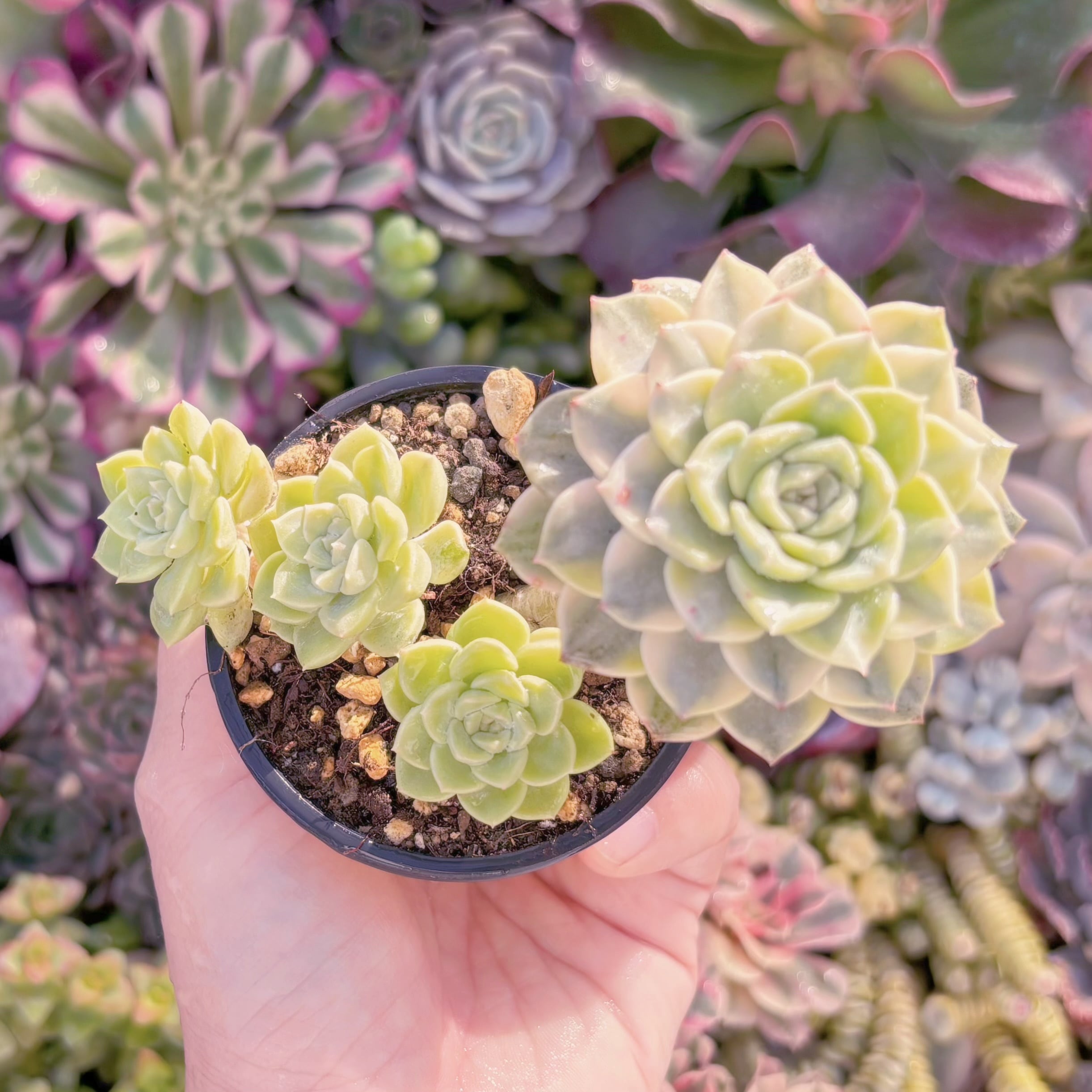 現品　ティンカーベル錦#909　群生　るる農園