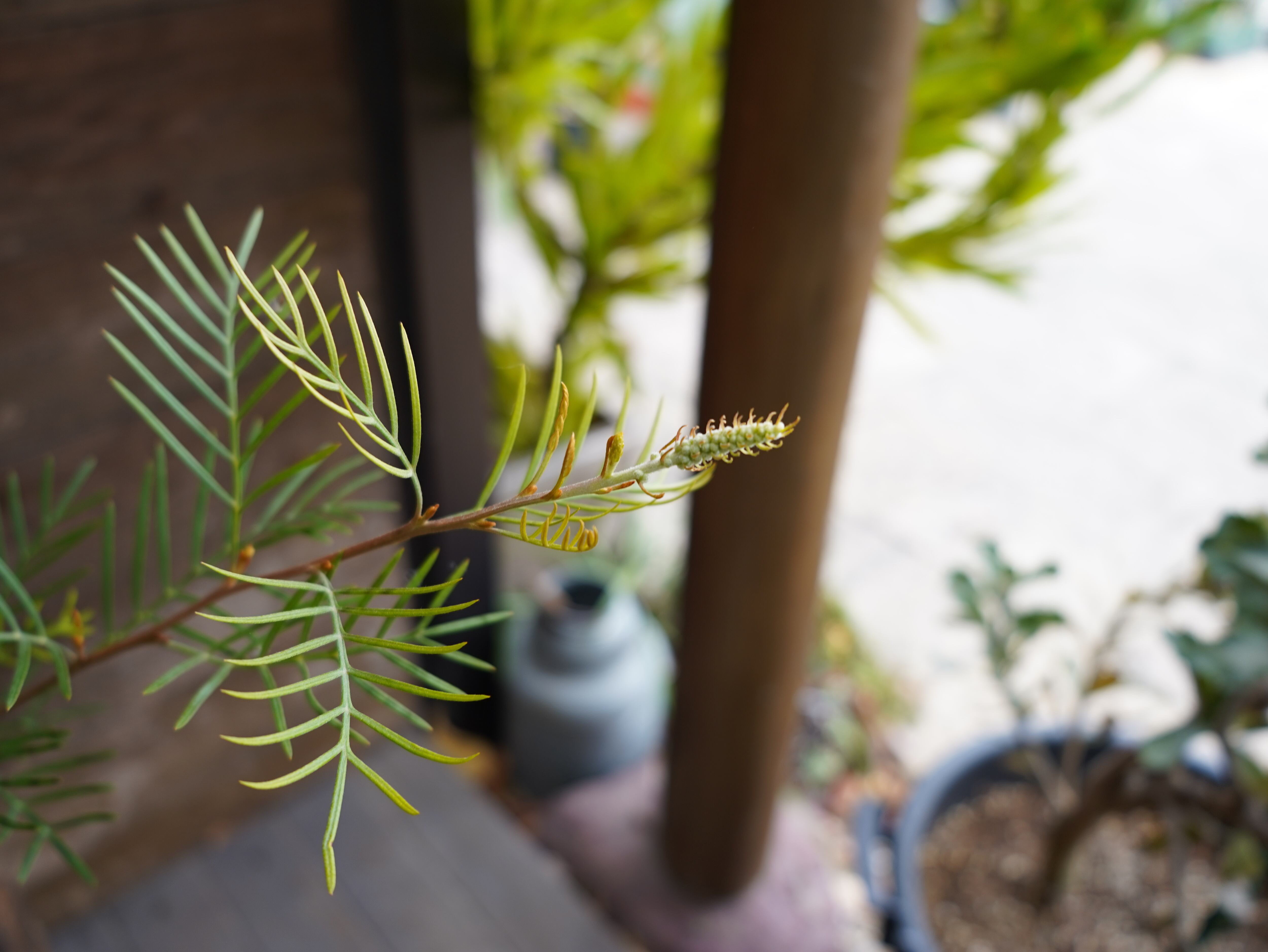 【現物】グレビレア　”アイボリーホイップ”　A