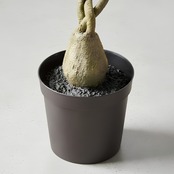 ねじれミニパキラ85㎝［人工観葉植物・フェイクグリーンT］