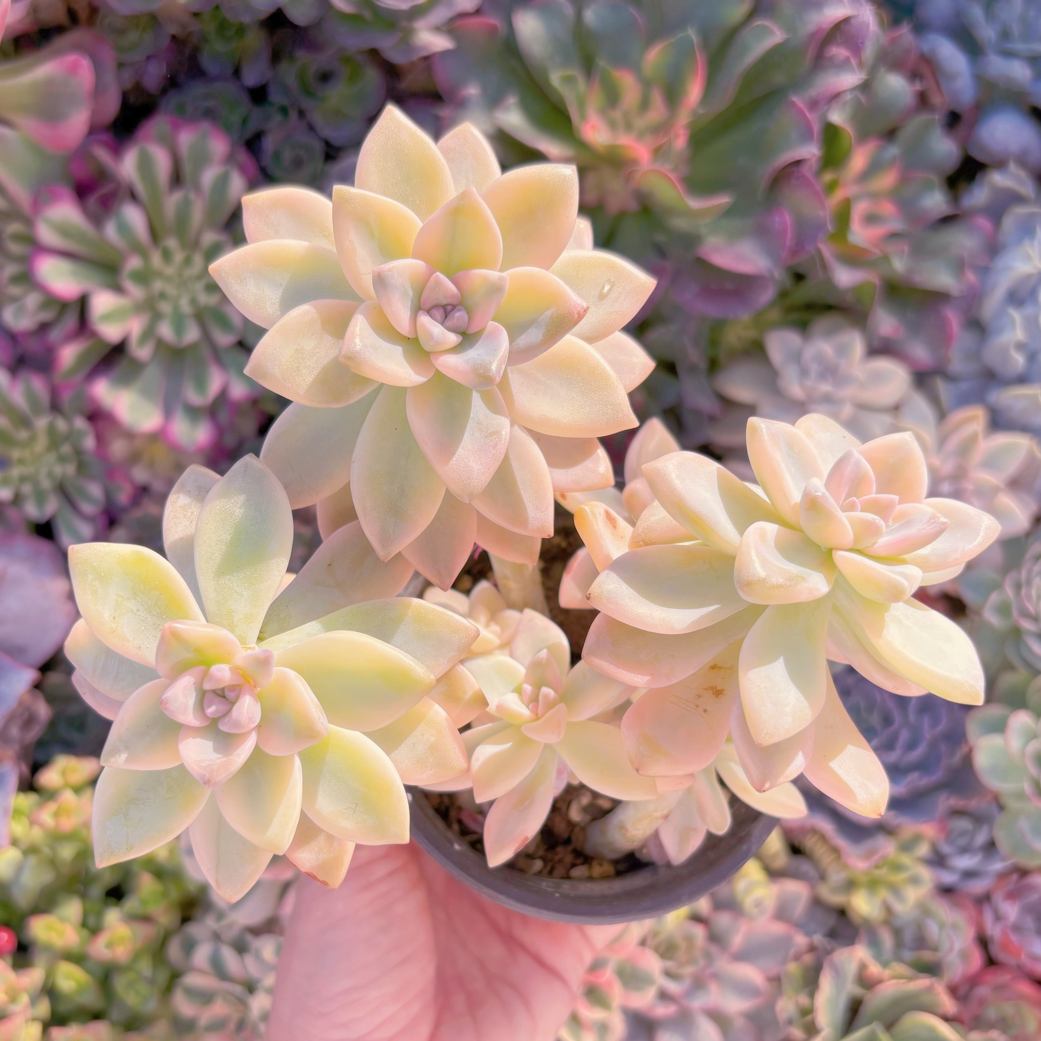 現品　淡雪錦#F022　るる農園