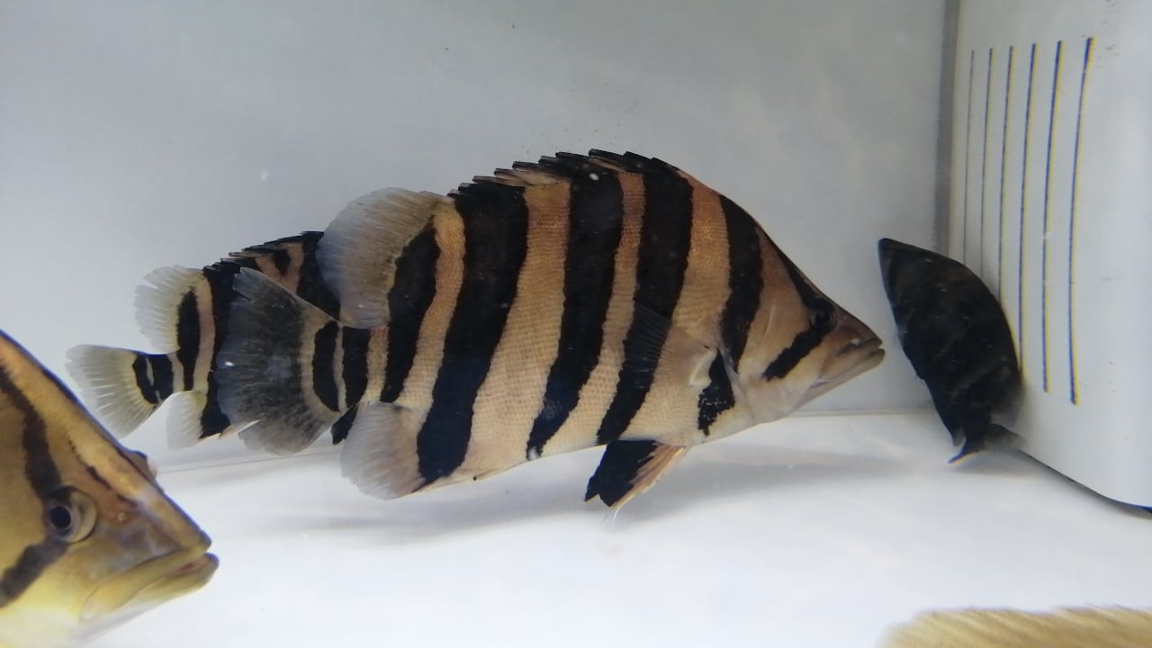 最終値下げ❗❗腹巻き完品ダトニオプラスワン発送可