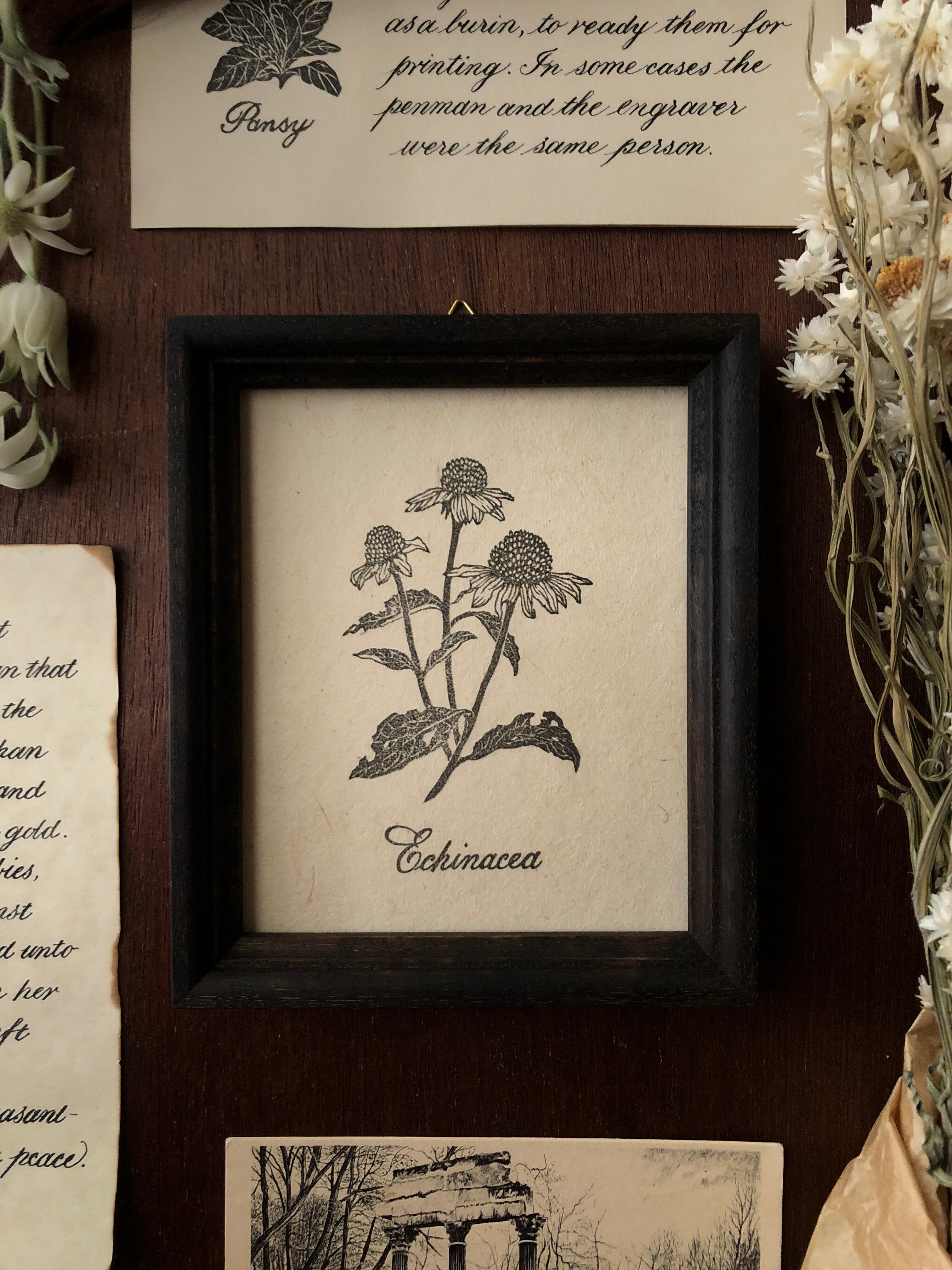 キツネの図版 フランス アンティーク 版画 1880年 動物 博物画 額縁