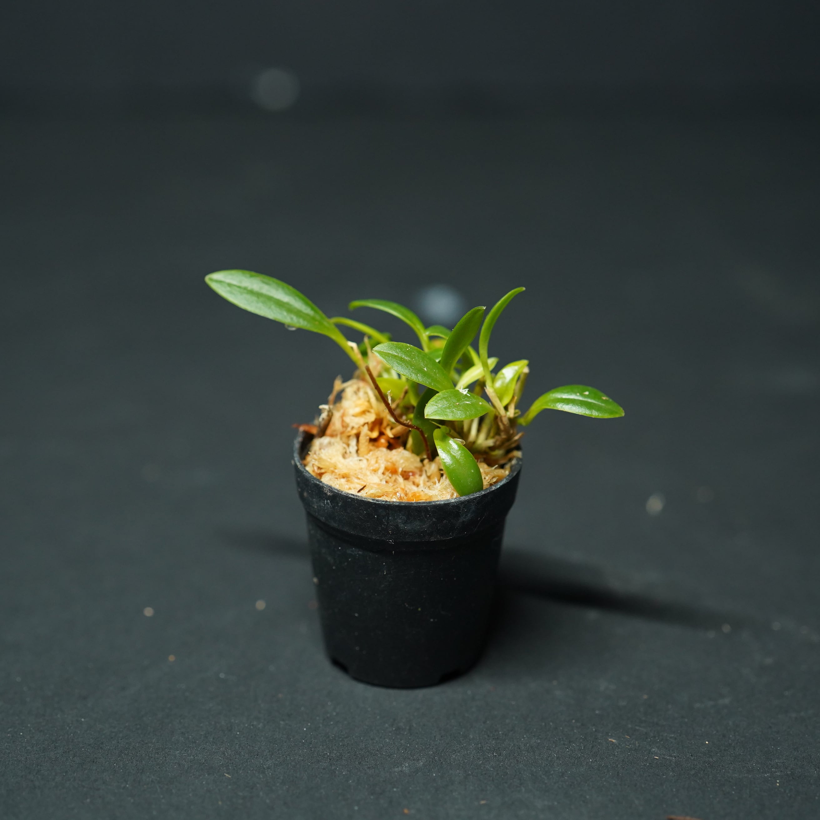 ステリス ダクティロプテラ Stelis dactyloptera【着生系ラン科植物・着生向け】苔テラリウム作製用素材