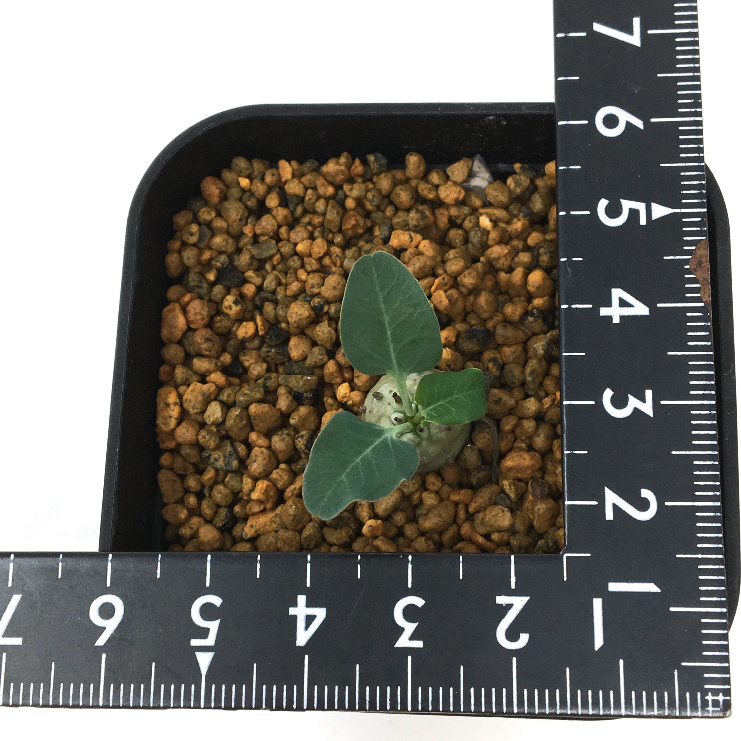 2406 「多肉植物」ユーフォルビア グロブリカウリス 植え【発根開始