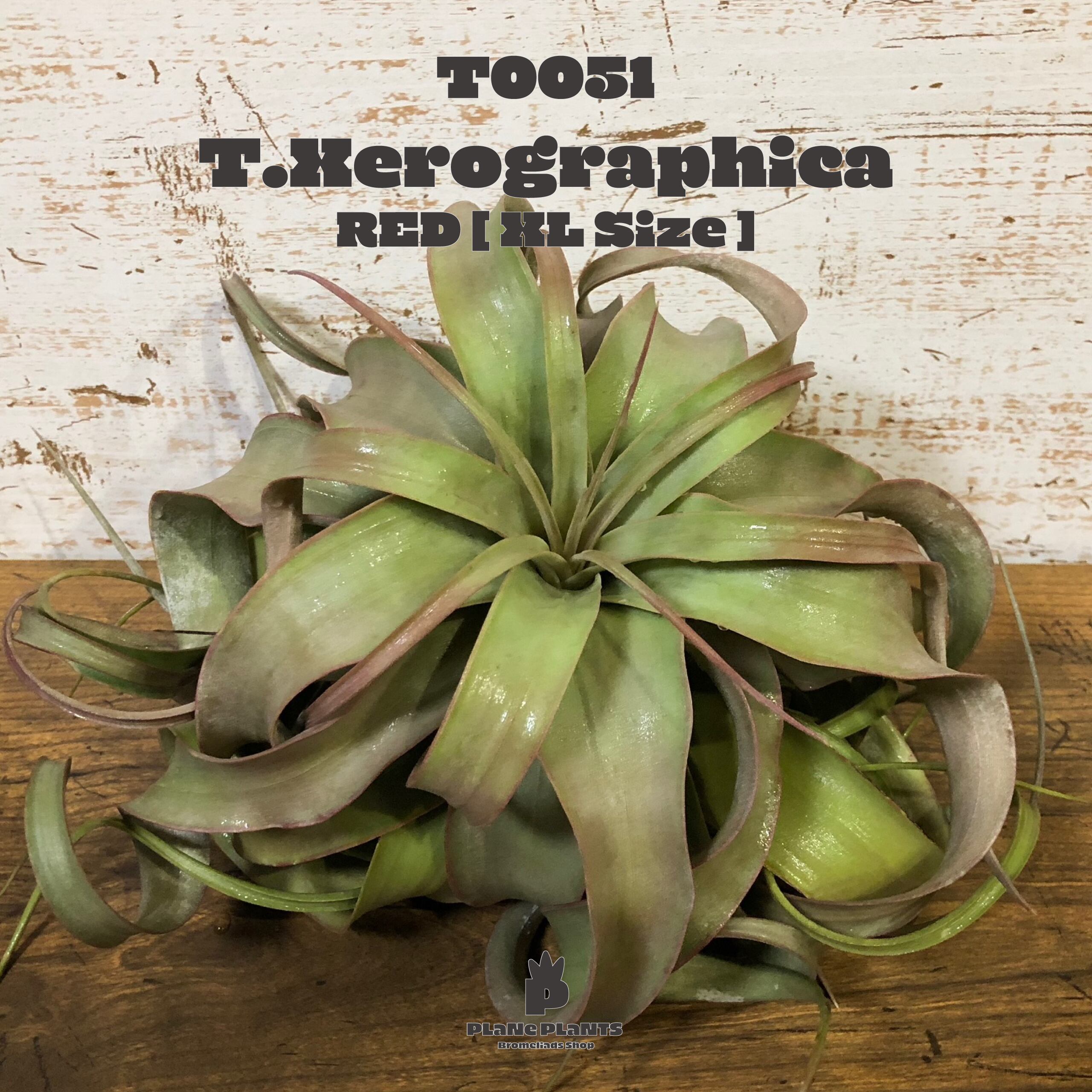 【送料無料】キセログラフィカ XL〔エアプランツ〕現品発送T0051