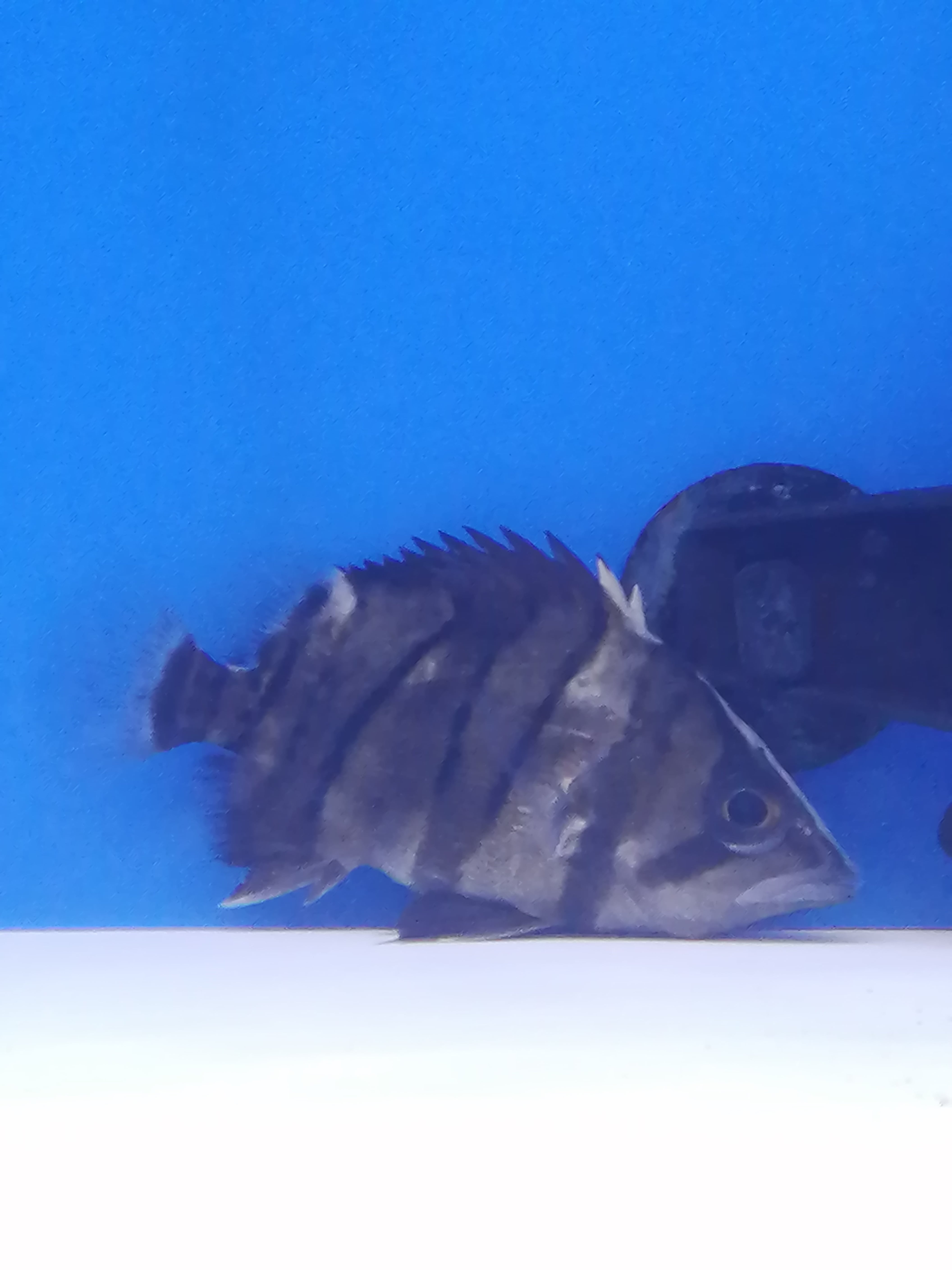 ダトニオリアルバンド | アロワナ等の大型魚・熱帯魚のオンライン販売