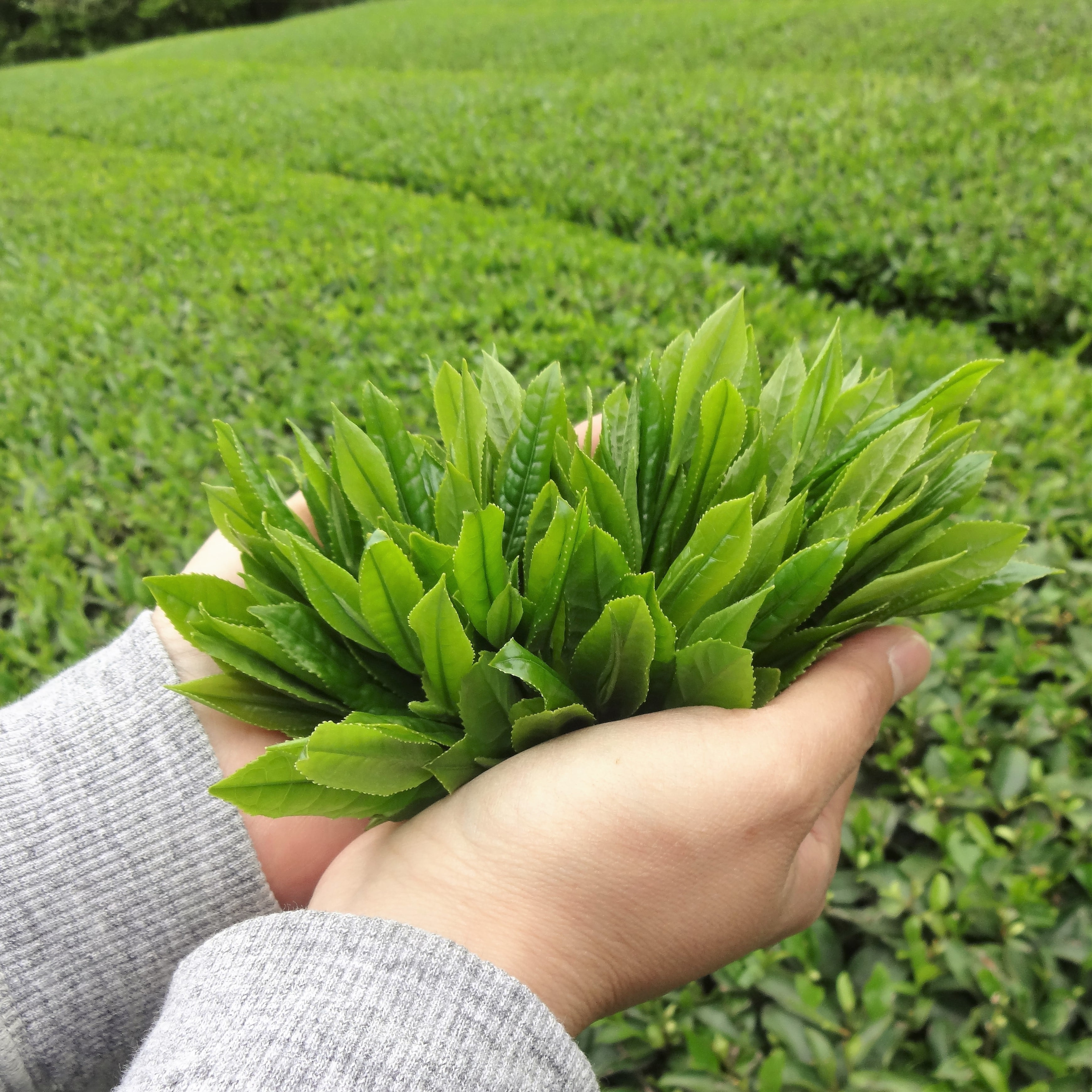 2026 特上かぶせ茶 葉月（L）170g | 森井ファーム ネットショップ