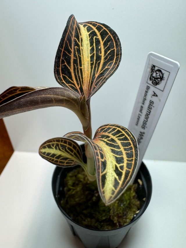 【NEW】 ジュエルオーキッド  アネクトキルス サイアメンシス ホワイトセンターあかだまちゃん厳選植物、写真の現物を発送します）