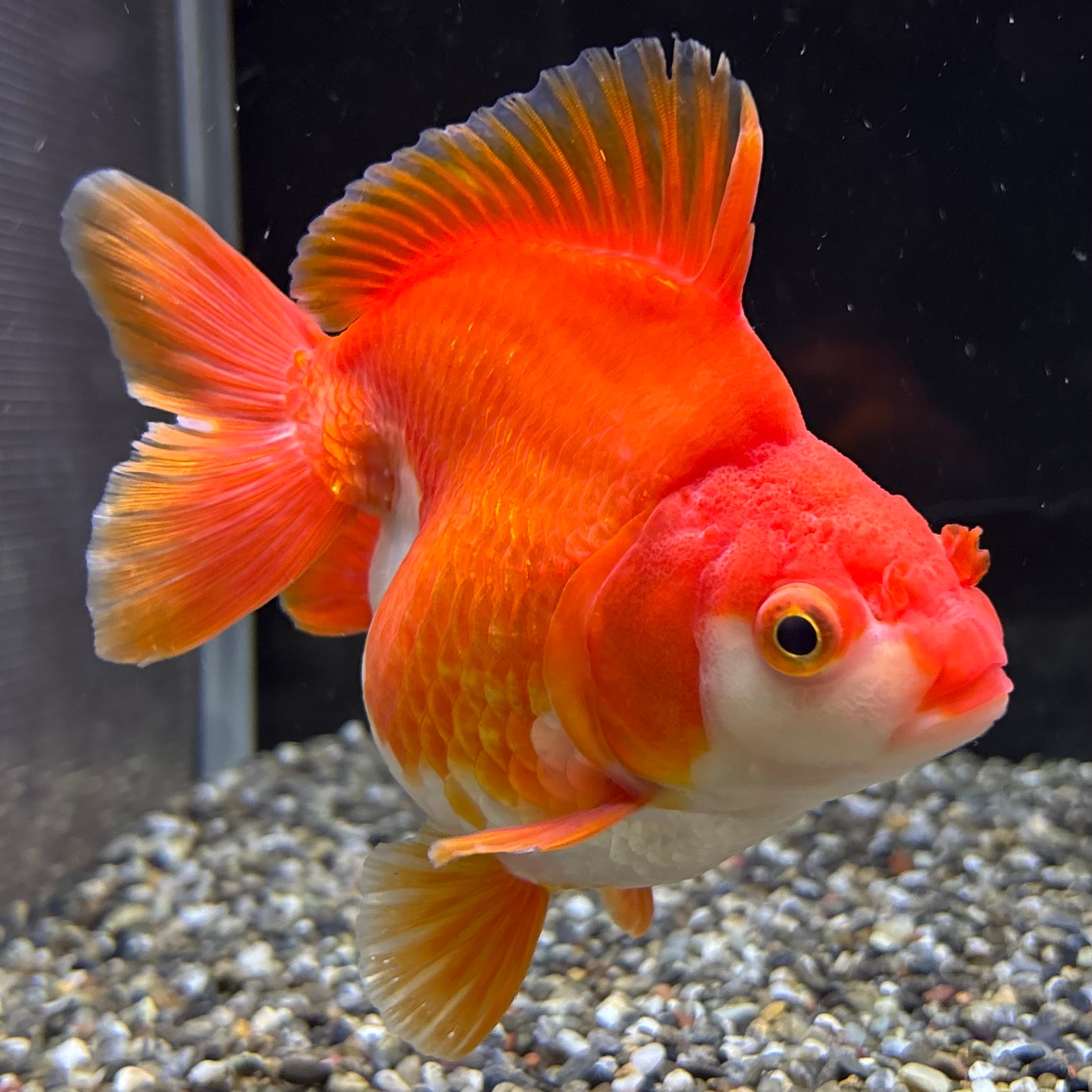 更紗様　　琉球*海花のたね 更紗様 琉球*海花のたね