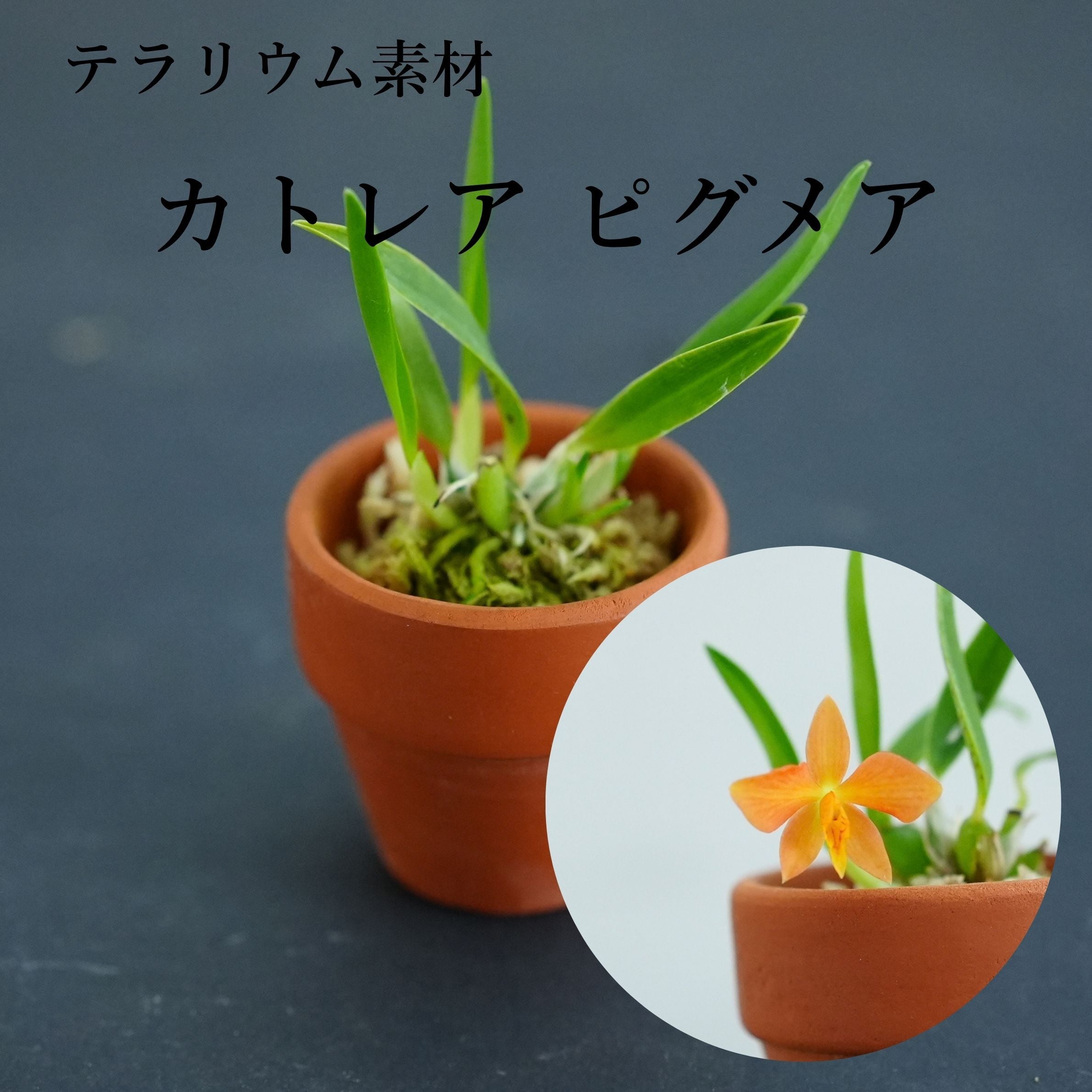 七宝焼 釉薬 カトレア Cattleya 50点セット カトレア ピグメア Cattleya pygmaea【着生ラン】テラリウム・着生向き