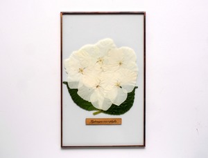 紫陽花のガラス標本 no.27 -Hydrangea Glass Specimen-