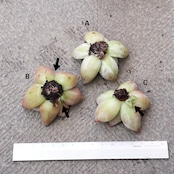 発根済カット苗 メキシカンジャイアント Echeveria colorata 'Mexican Giant'