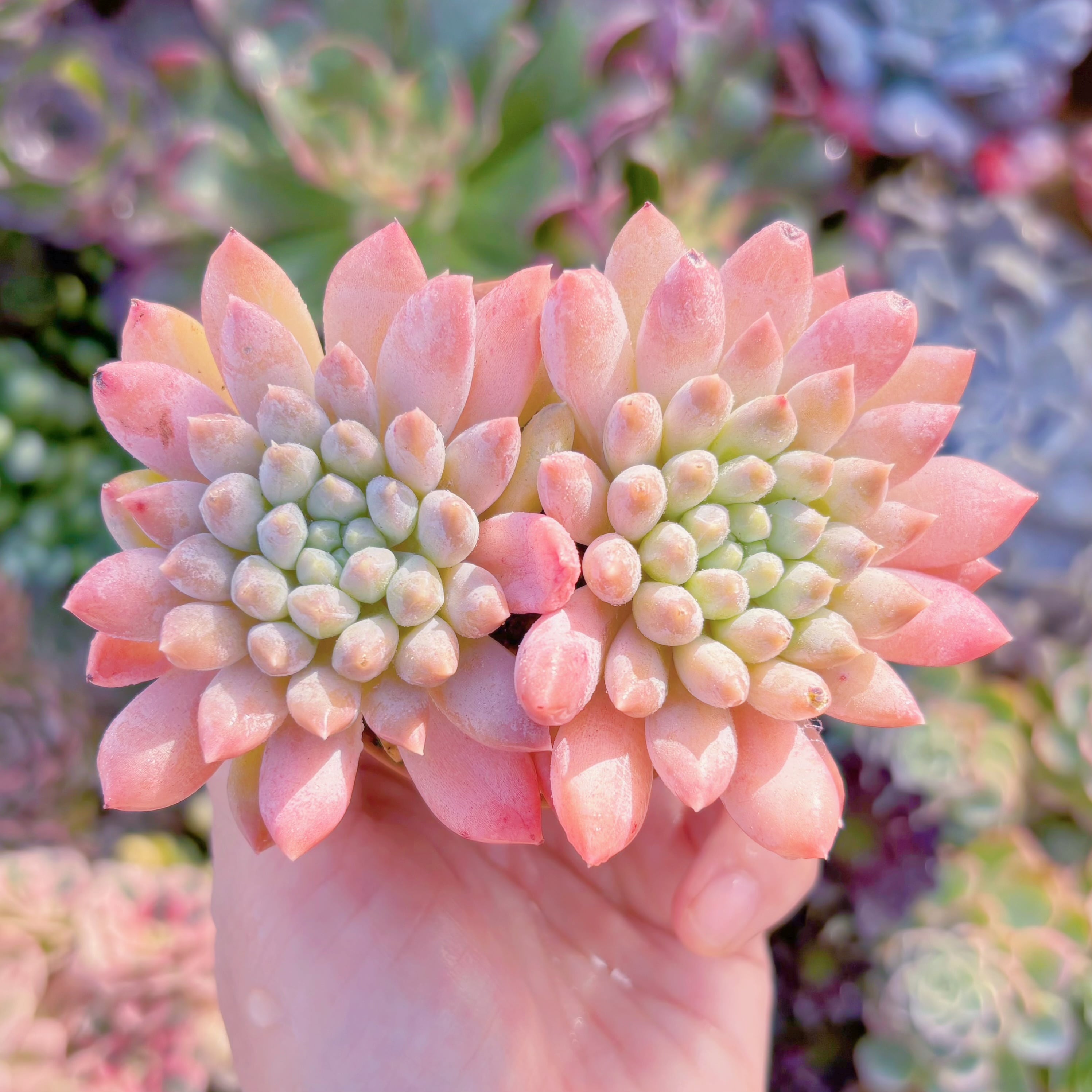 現品　宵桃（よいもも）#F045　群生　在庫僅少　るる農園