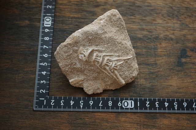 モロッコ産エンコドゥス脊椎化石 Enchodus sp.2429