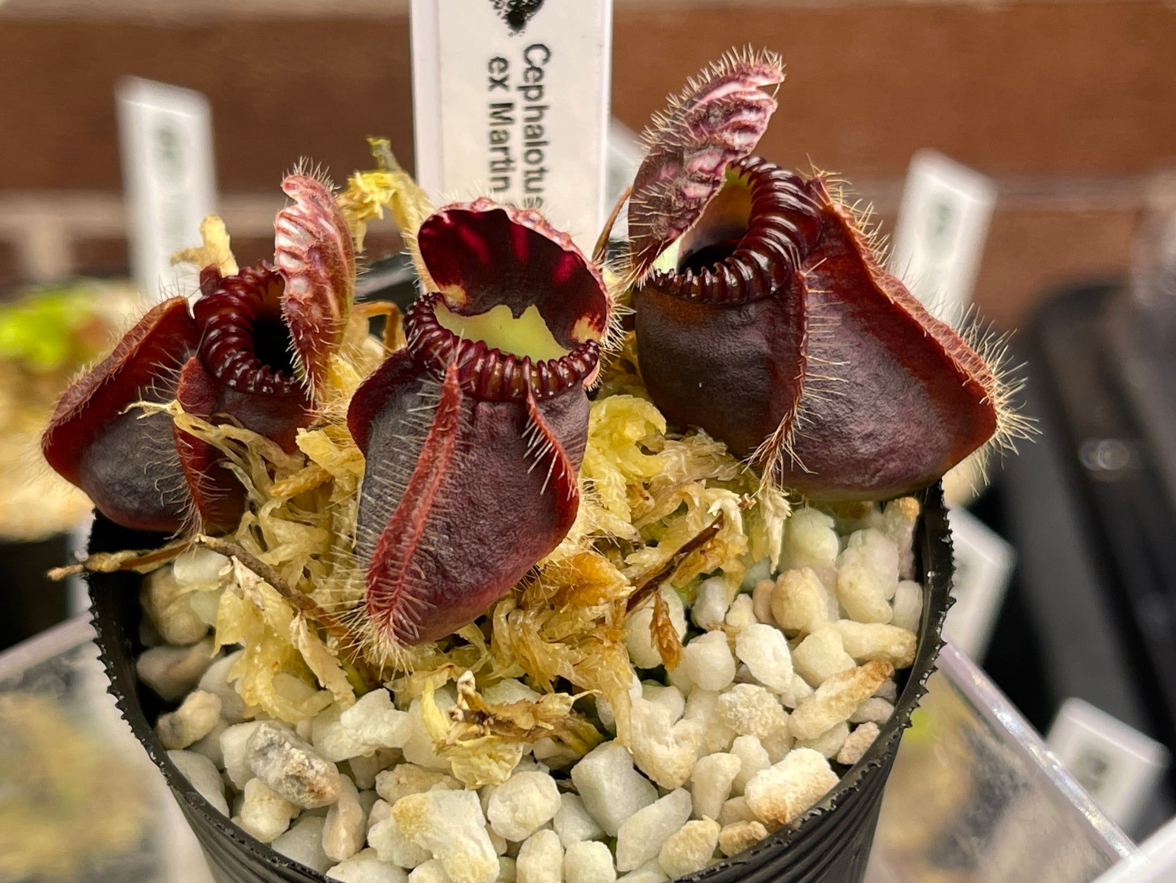 Cephalotus follicularis ex Martin Stöckl セファロタスフォリ Cephalotus follicularis ex Martin Stöckl セファロタスフォリ