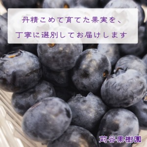 【2026.7.1以降順次発送】【3L以上】大粒ブルーベリー約500g《125g×4パック入》