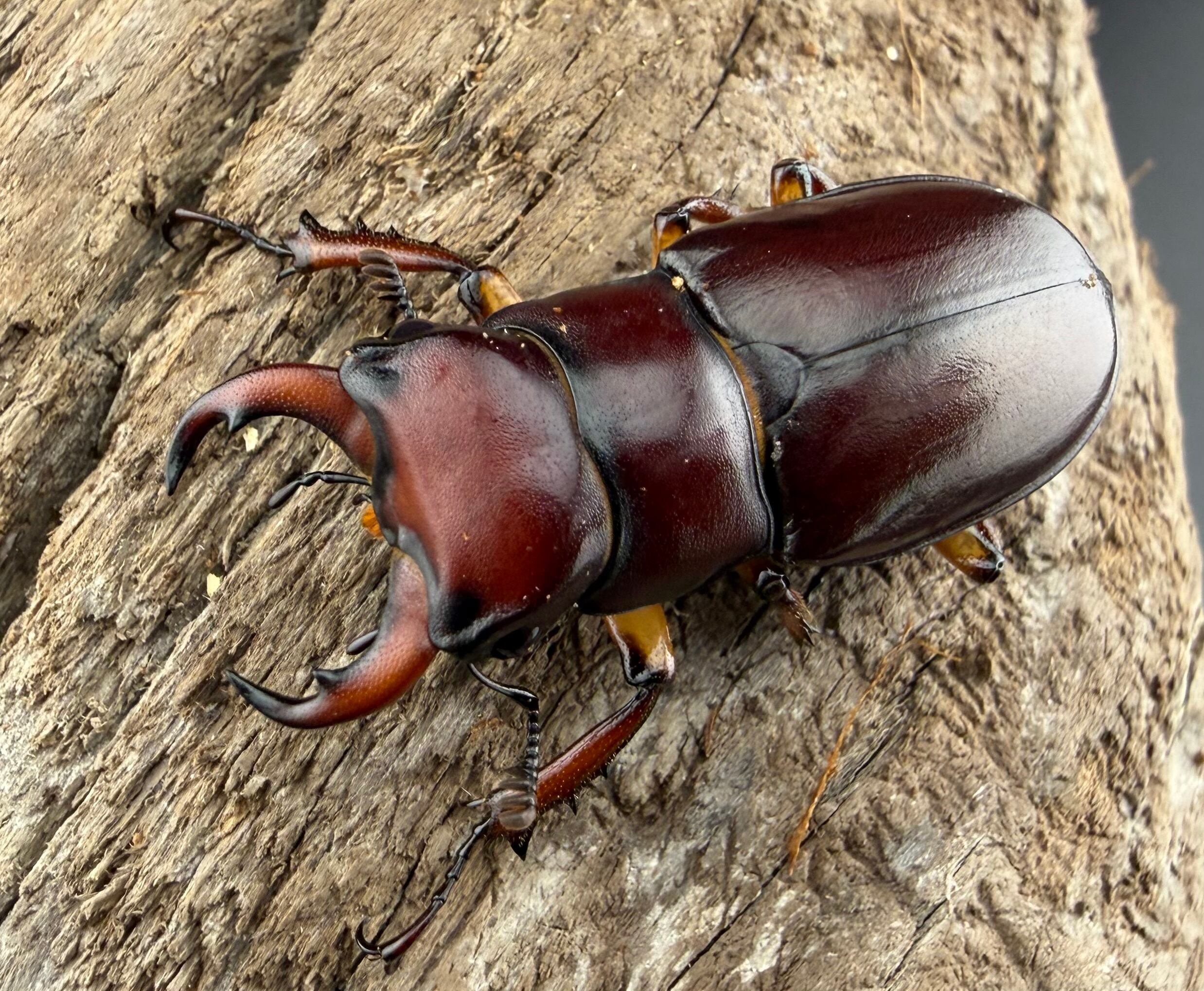 アクベシアヌスミヤマクワガタ標本 3匹セット アクベシアヌスミヤマ 幼虫3頭セット》 | KPW公式オンラインショップ