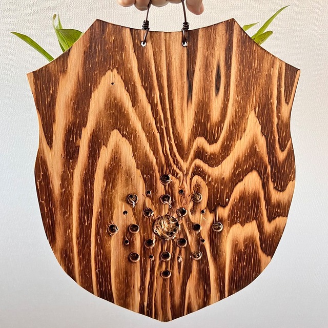 ビカクシダ グランデ 板付 【観葉植物 壁掛け コウモリラン】