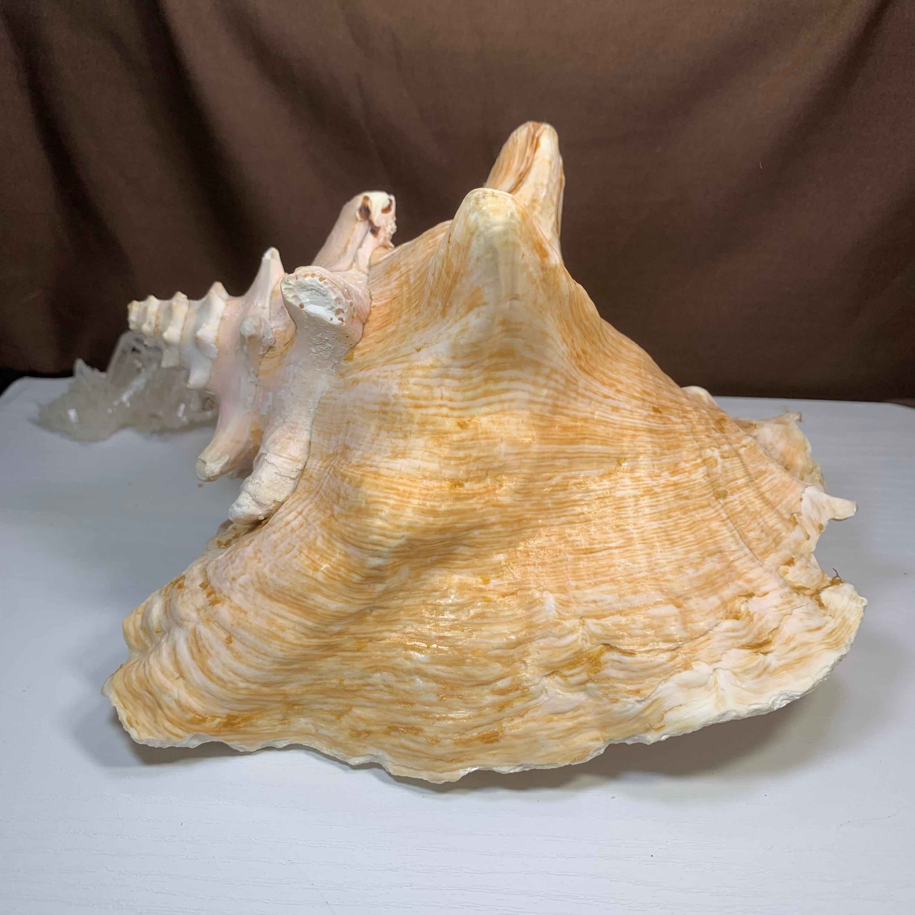 3.クイーンコンクシェル貝母・貝殻 | Naturaltreasure