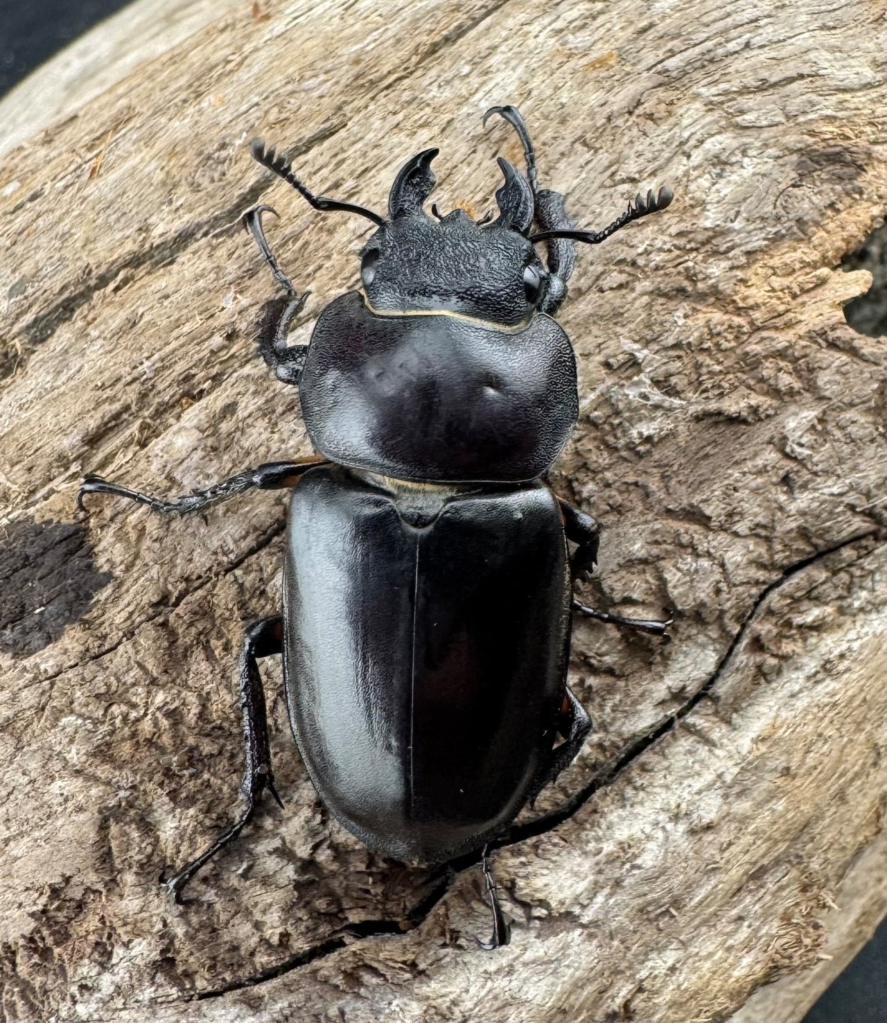 【WD】《ディボウスキーミヤマ原名亜種（チョウセンミヤマ） 遼寧省産 56mm ペア》