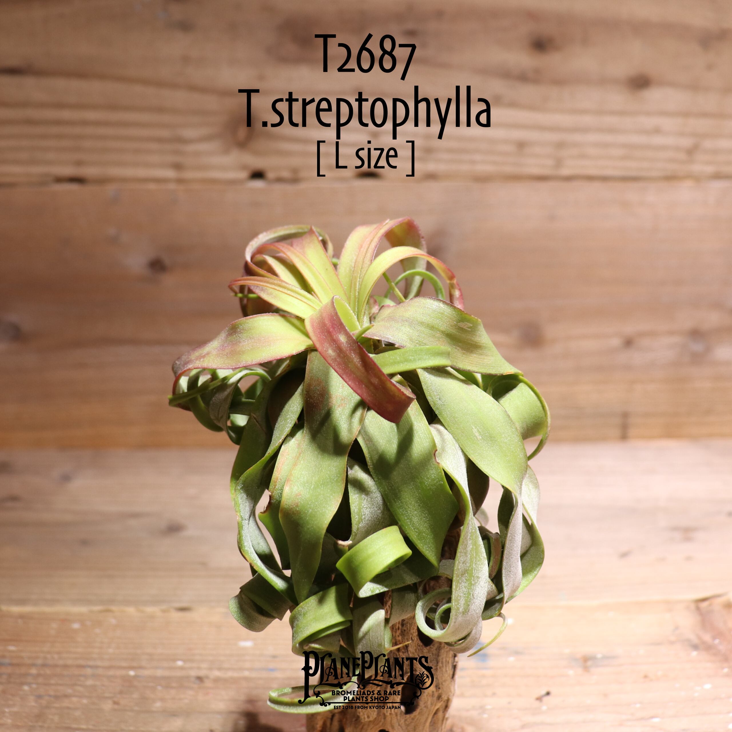 【送料無料】streptophylla L〔エアプランツ〕現品発送T2687